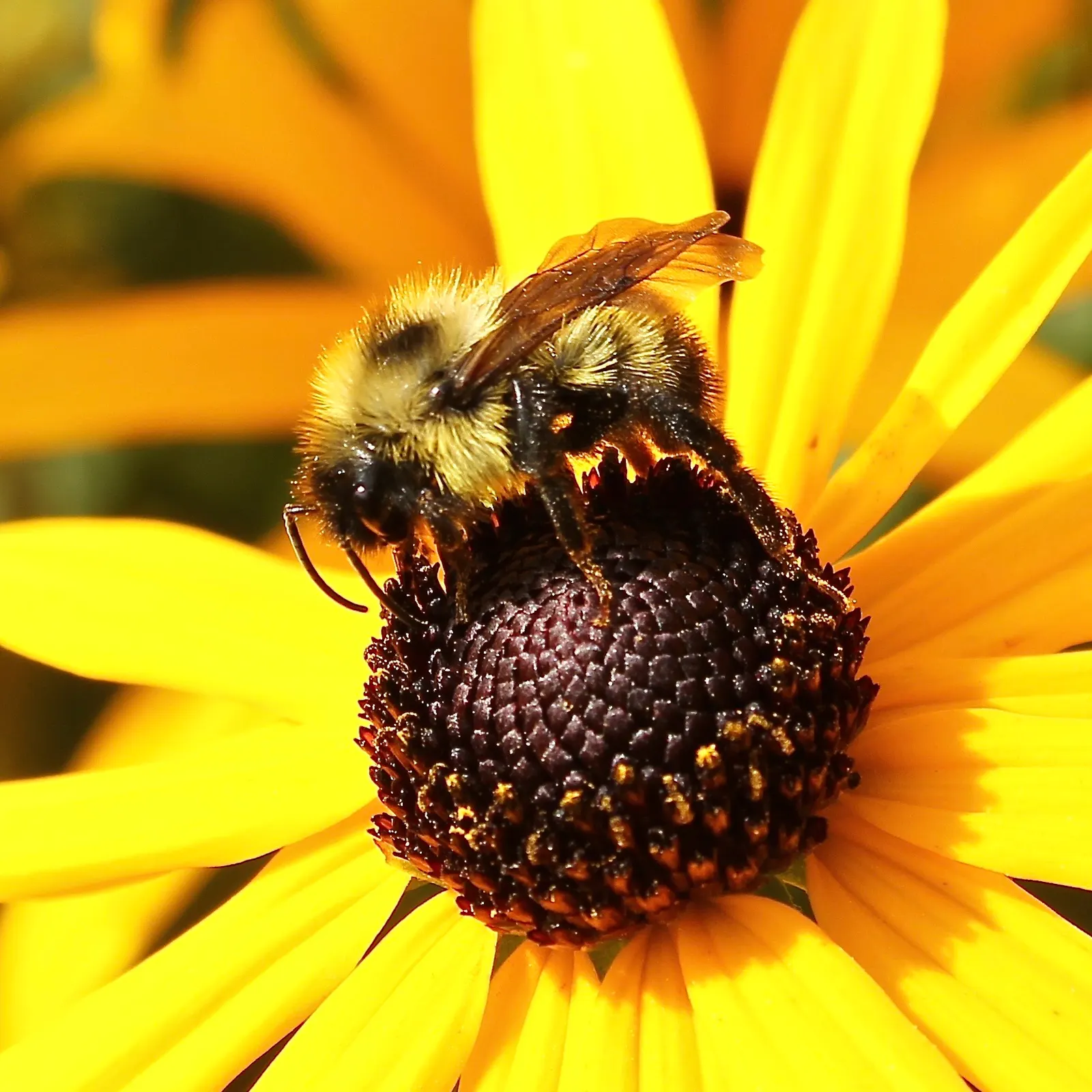Gloriosa Daisy (Rudbeckia Fulgida) — This hardy plant is characterized by its bold; providing not just aesthetic pleasure but also supporting local, image 114