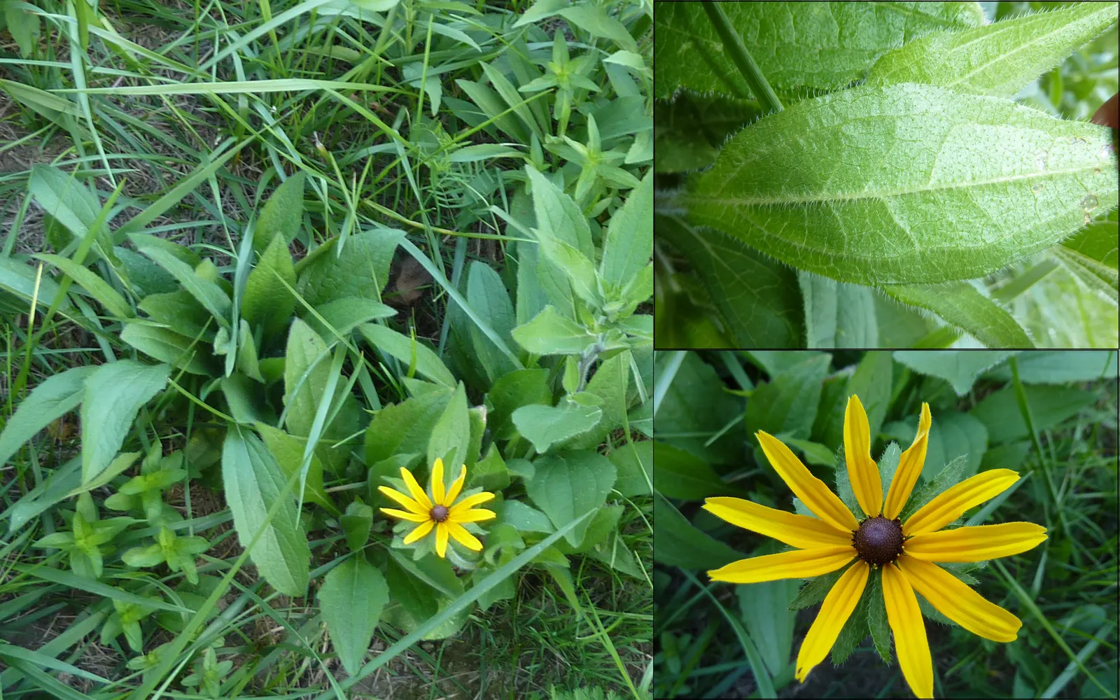 Gloriosa Daisy (Rudbeckia Fulgida) — the Gloriosa Daisy is also a favored choice for its low maintenance requirements