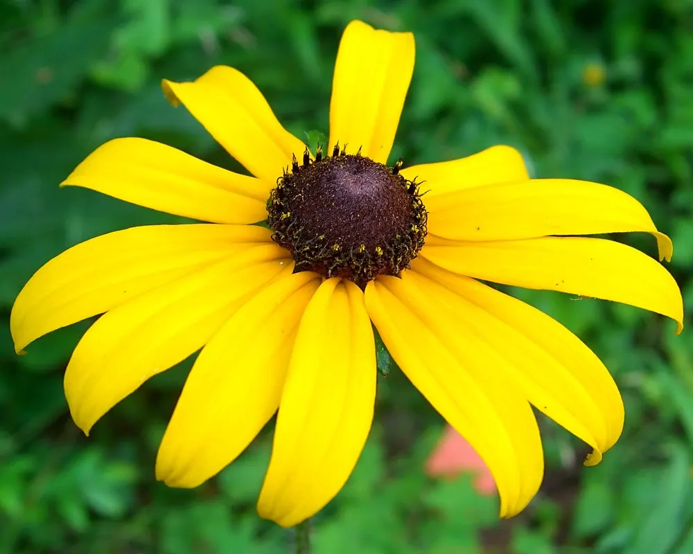 Gloriosa Daisy (Rudbeckia Fulgida) — daisy-like flowers with golden-yellow petals radiating from a dark brown to black central cone; prefers, image 115