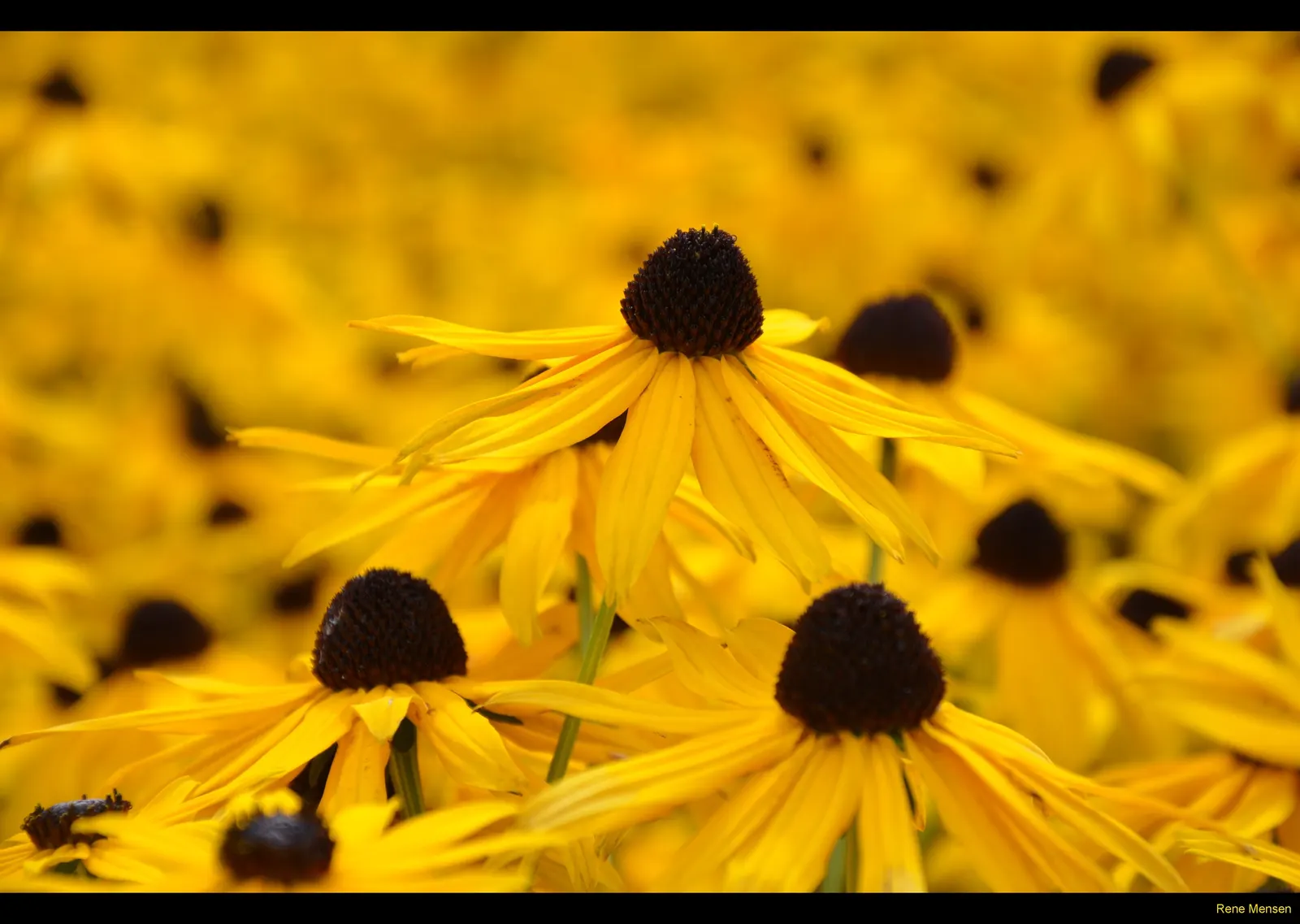 Gloriosa Daisy (Rudbeckia Fulgida) — or as a backdrop in cottage gardens.<br><br>Drought-resistant once established