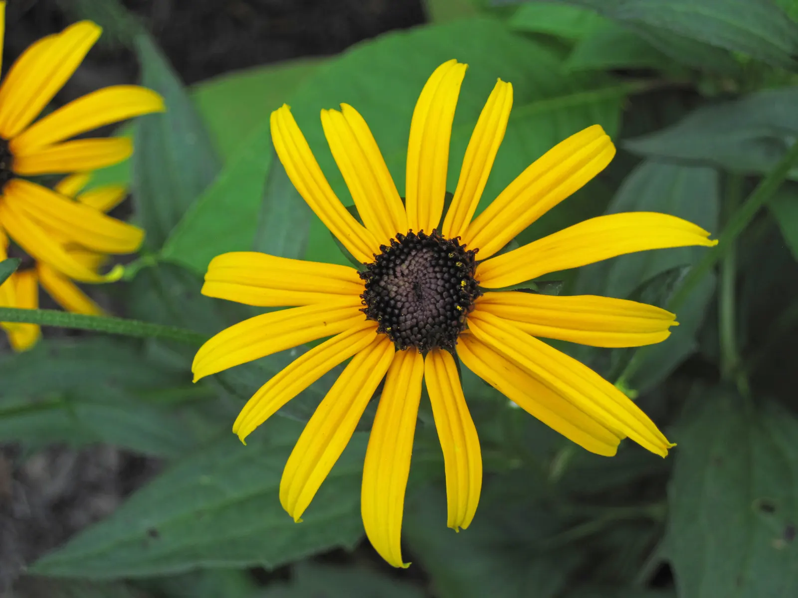 Gloriosa Daisy (Rudbeckia Fulgida) — making it a popular choice for gardeners seeking to infuse their landscapes with vivid color; the Gloriosa, image 113