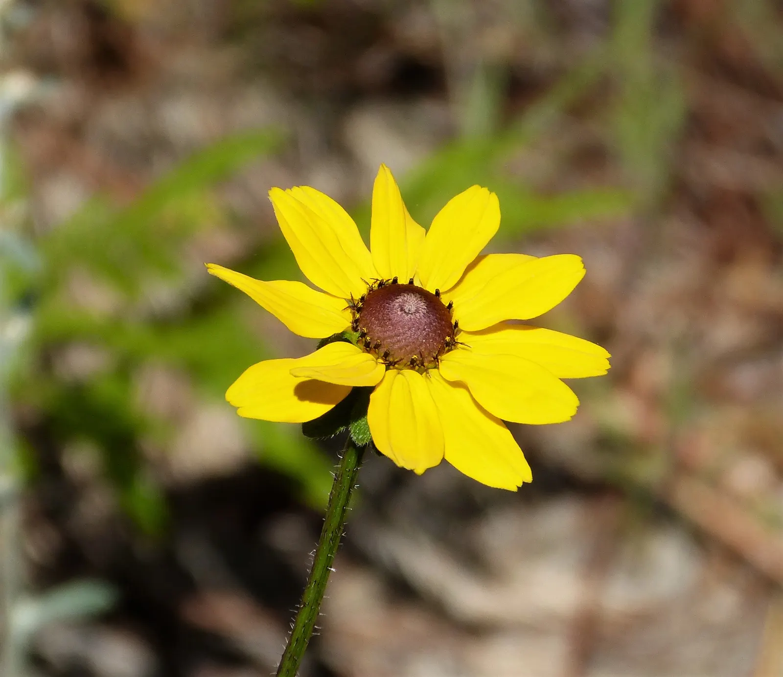 Gloriosa Daisy (Rudbeckia Fulgida) — perennial with yellow blooms; the Gloriosa Daisy thrives in full sunlight but can tolerate partial shade, image 83