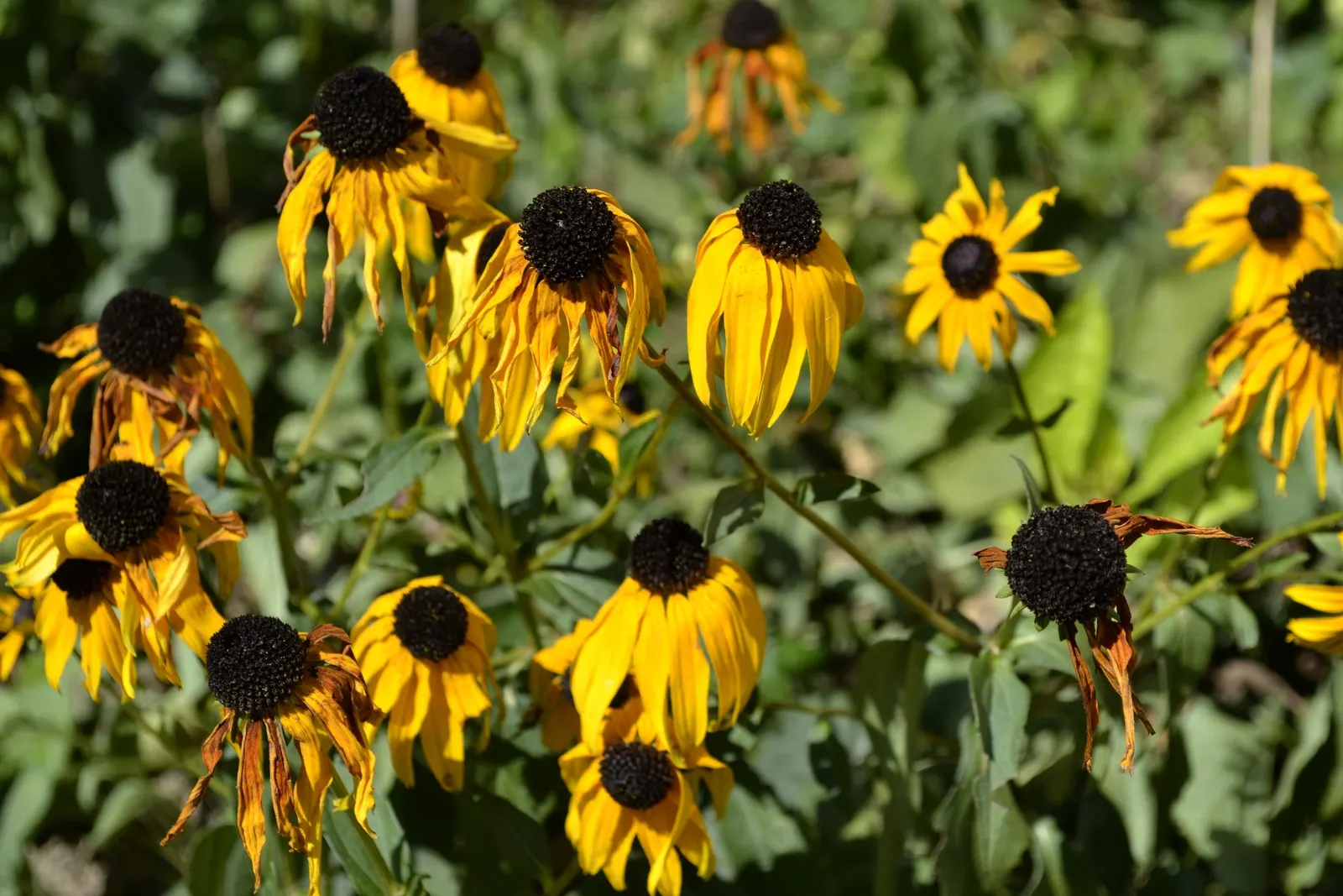 Gloriosa Daisy (Rudbeckia Fulgida) — This hardy plant is characterized by its bold; providing not just aesthetic pleasure but also supporting local, image 135