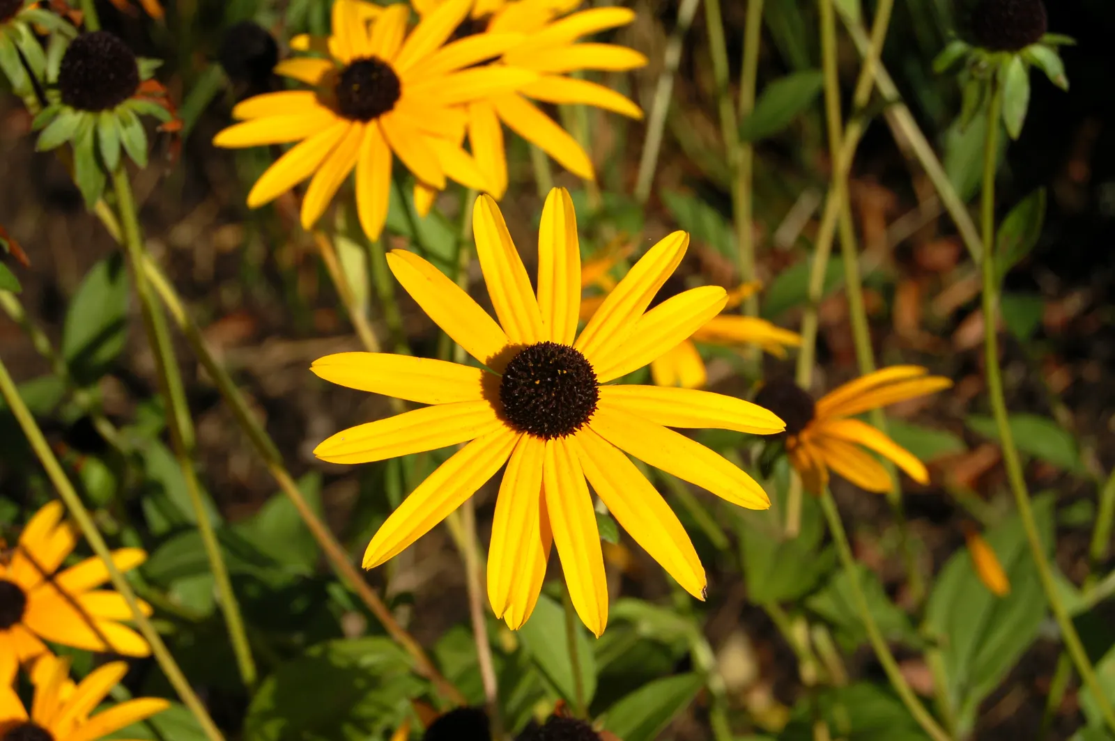 Gloriosa Daisy (Rudbeckia Fulgida) — Prefers well-drained soils with regular moisture, image 109