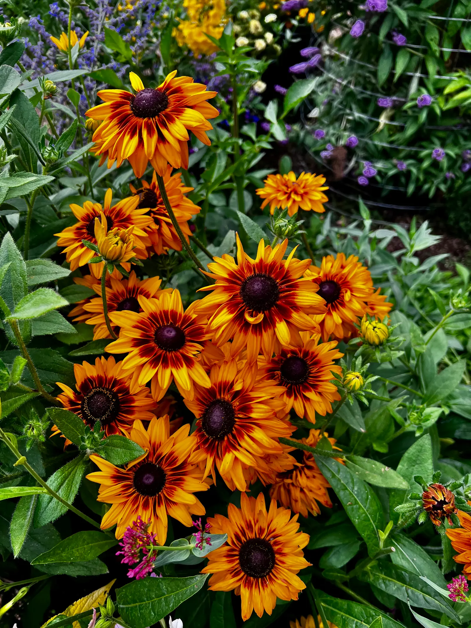 Gloriosa Daisy (Rudbeckia Fulgida) — making it a popular choice for gardeners seeking to infuse their landscapes with vivid color; the Gloriosa, image 71