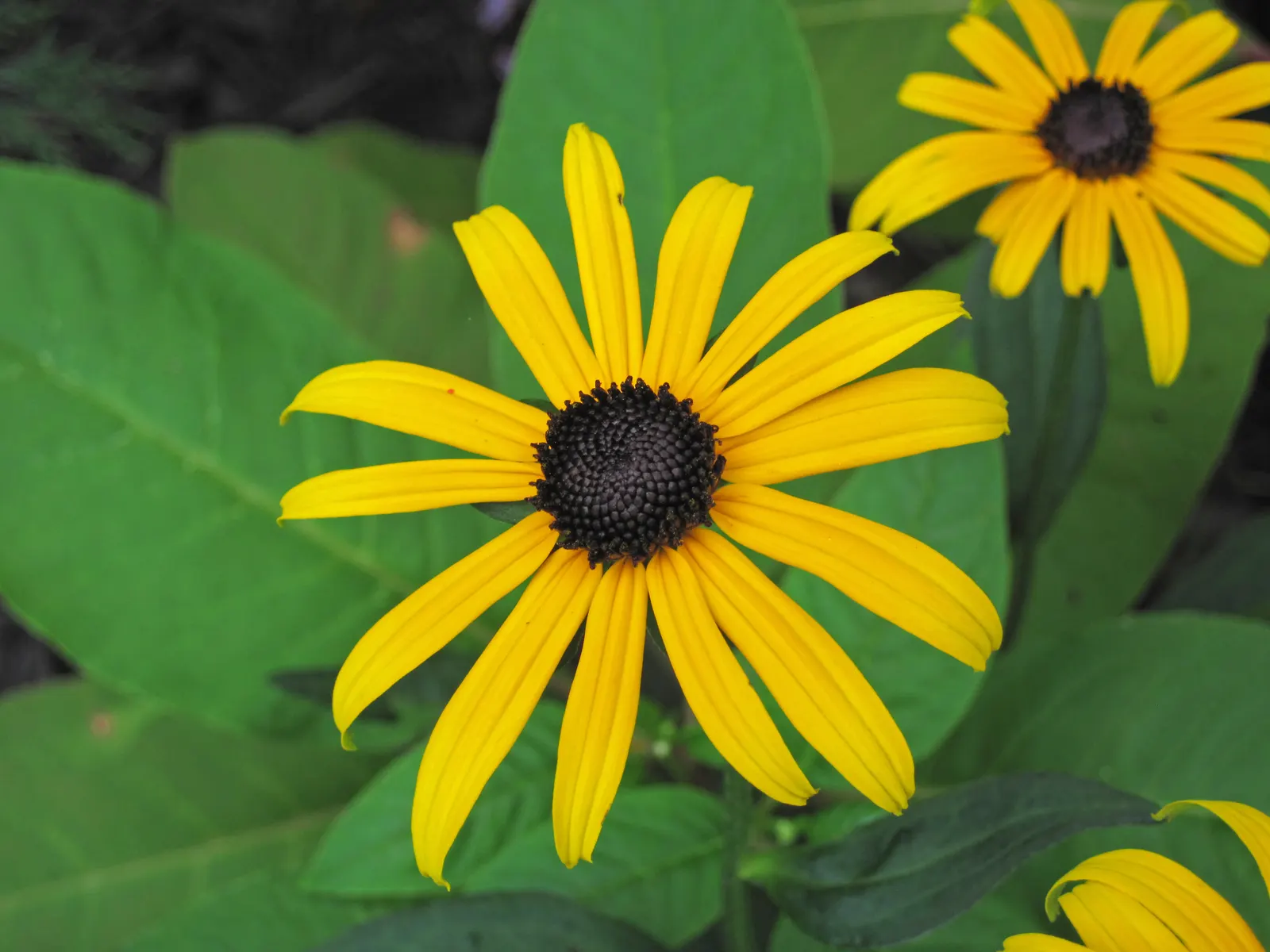 Gloriosa Daisy (Rudbeckia Fulgida) — scientifically known as Rudbeckia fulgida; providing not just aesthetic pleasure but also supporting local, image 111