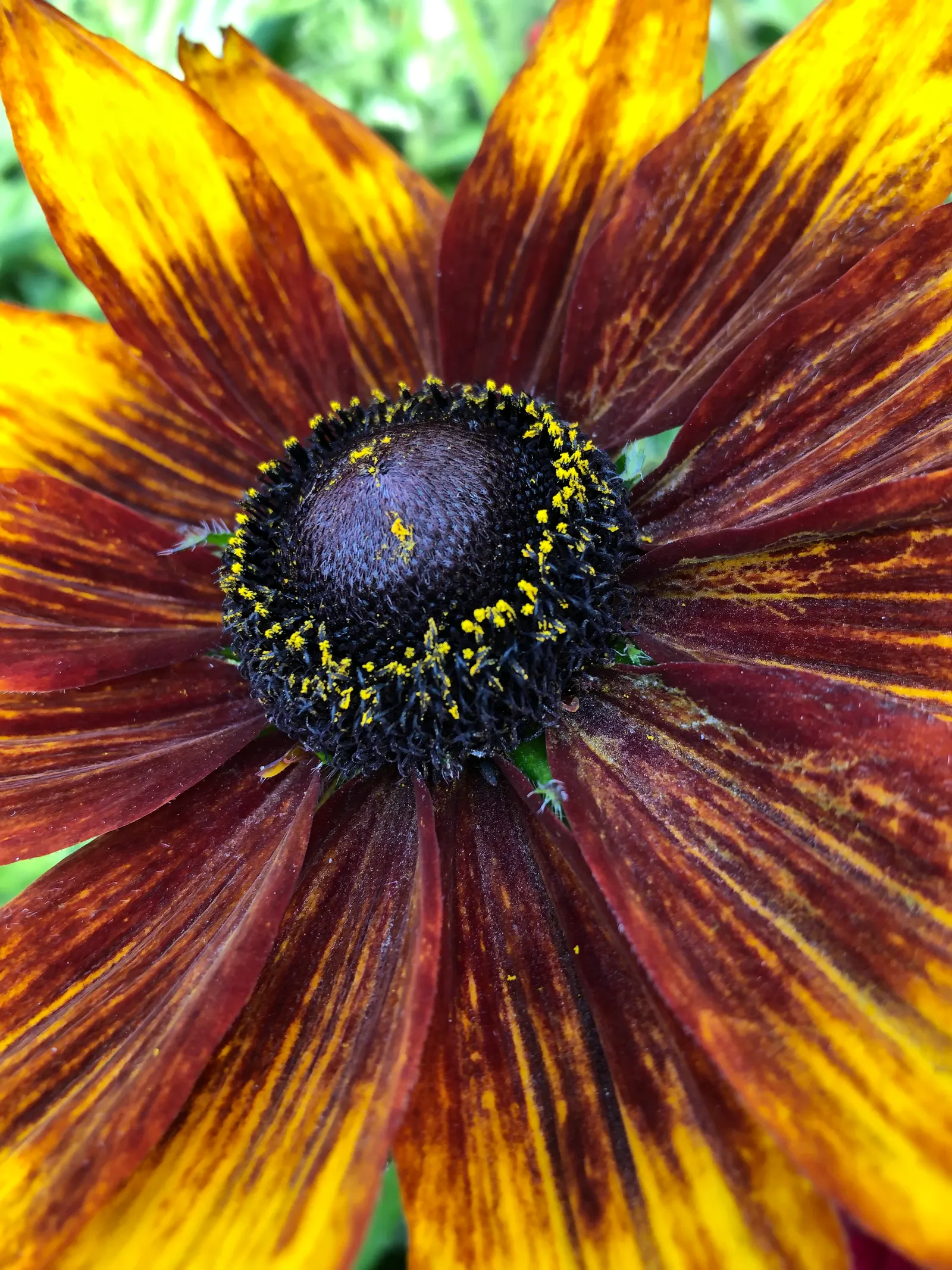 Gloriosa Daisy (Rudbeckia Fulgida) — Regular deadheading of spent flowers can encourage additional blooming and extend the flowering season