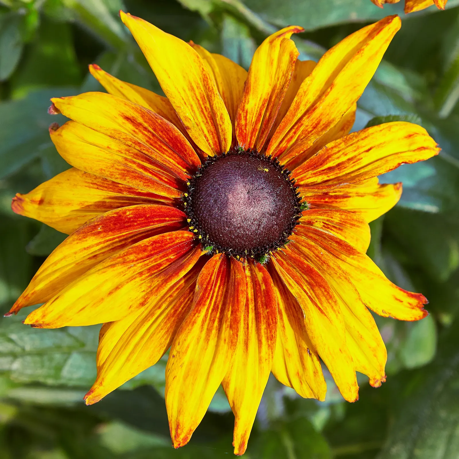 Gloriosa Daisy (Rudbeckia Fulgida) — daisy-like flowers with golden-yellow petals radiating from a dark brown to black central cone; prefers well-drained soils