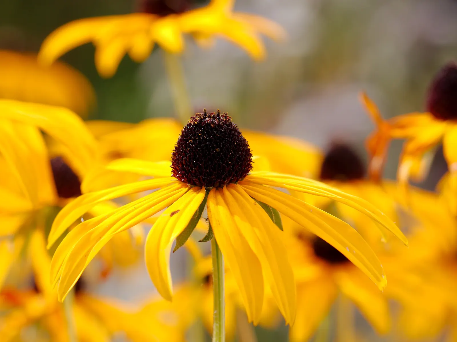 Gloriosa Daisy (Rudbeckia Fulgida) — yellow flowers in the garden; prefers well-drained soils with regular moisture, image 82