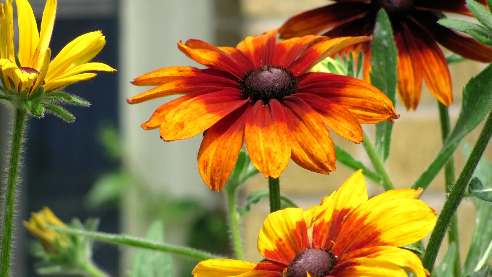 Gloriosa Daisy (Rudbeckia Fulgida) — scientifically known as Rudbeckia fulgida; providing not just aesthetic pleasure but also supporting local, image 132