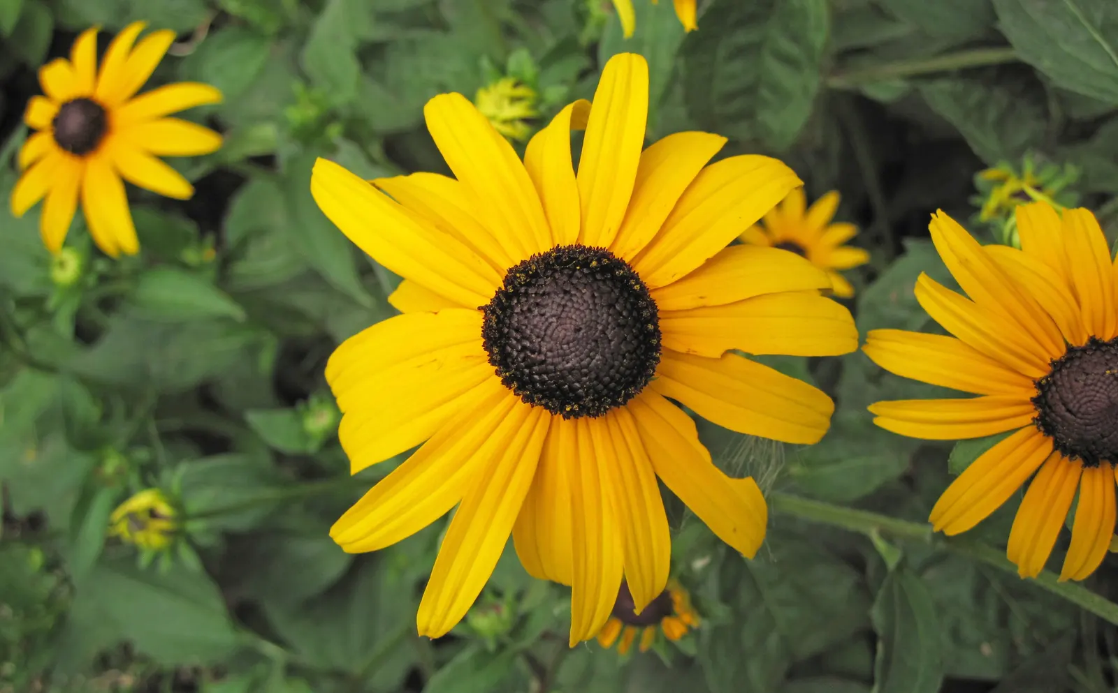 Gloriosa Daisy (Rudbeckia Fulgida) — Regular deadheading of spent flowers can encourage additional blooming and extend the flowering season; prefers