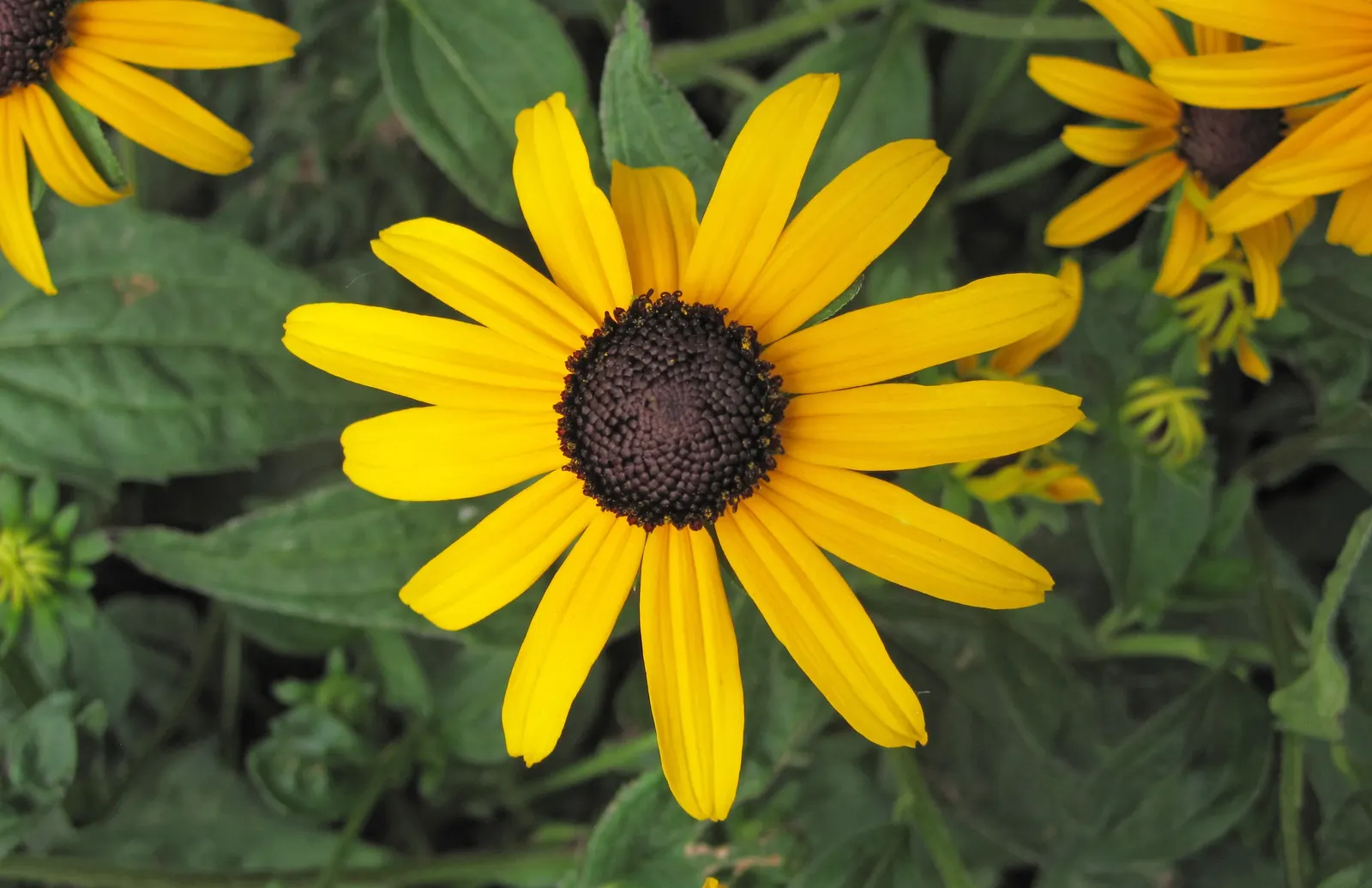 Gloriosa Daisy (Rudbeckia Fulgida) — Hardy in USDA zones 3-9, it blooms from late summer to fall, attracting pollinators; providing not just, image 66