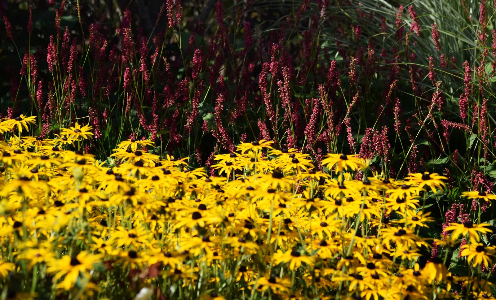 Gloriosa Daisy (Rudbeckia Fulgida) — the Gloriosa Daisy is also a favored choice for its low maintenance requirements; providing not just aesthetic, image 57