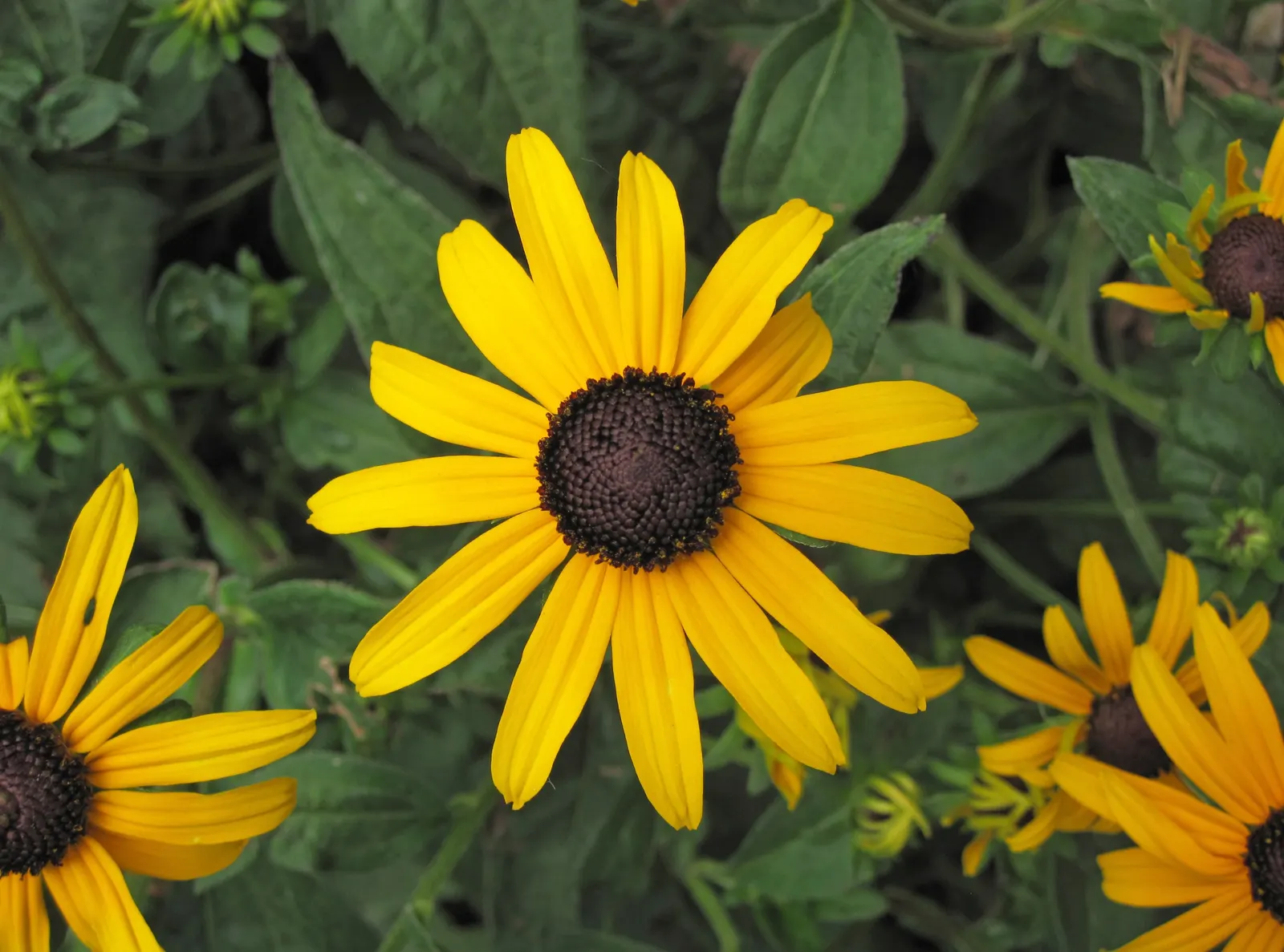 Gloriosa Daisy (Rudbeckia Fulgida) — is a perennial plant renowned for its vibrant and striking appearance; prefers well-drained soils with regular, image 91