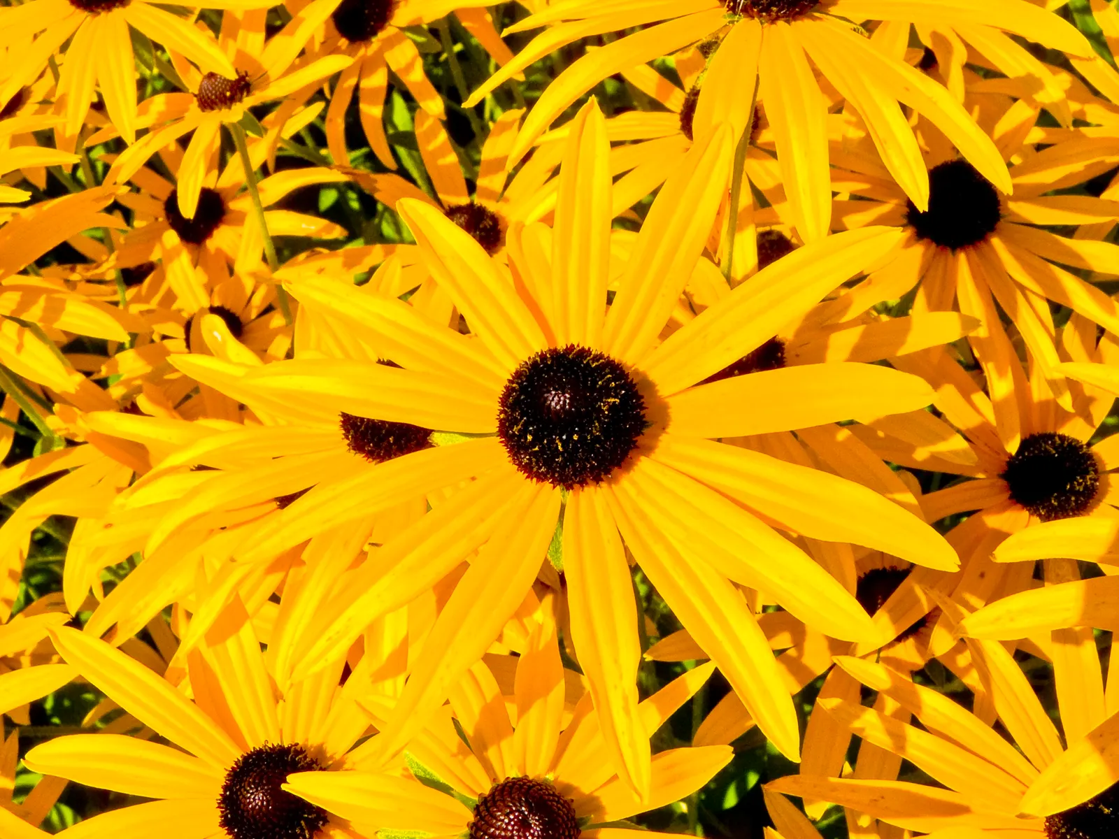 Gloriosa Daisy (Rudbeckia Fulgida) — is a perennial plant renowned for its vibrant and striking appearance; prefers well-drained soils with regular, image 133