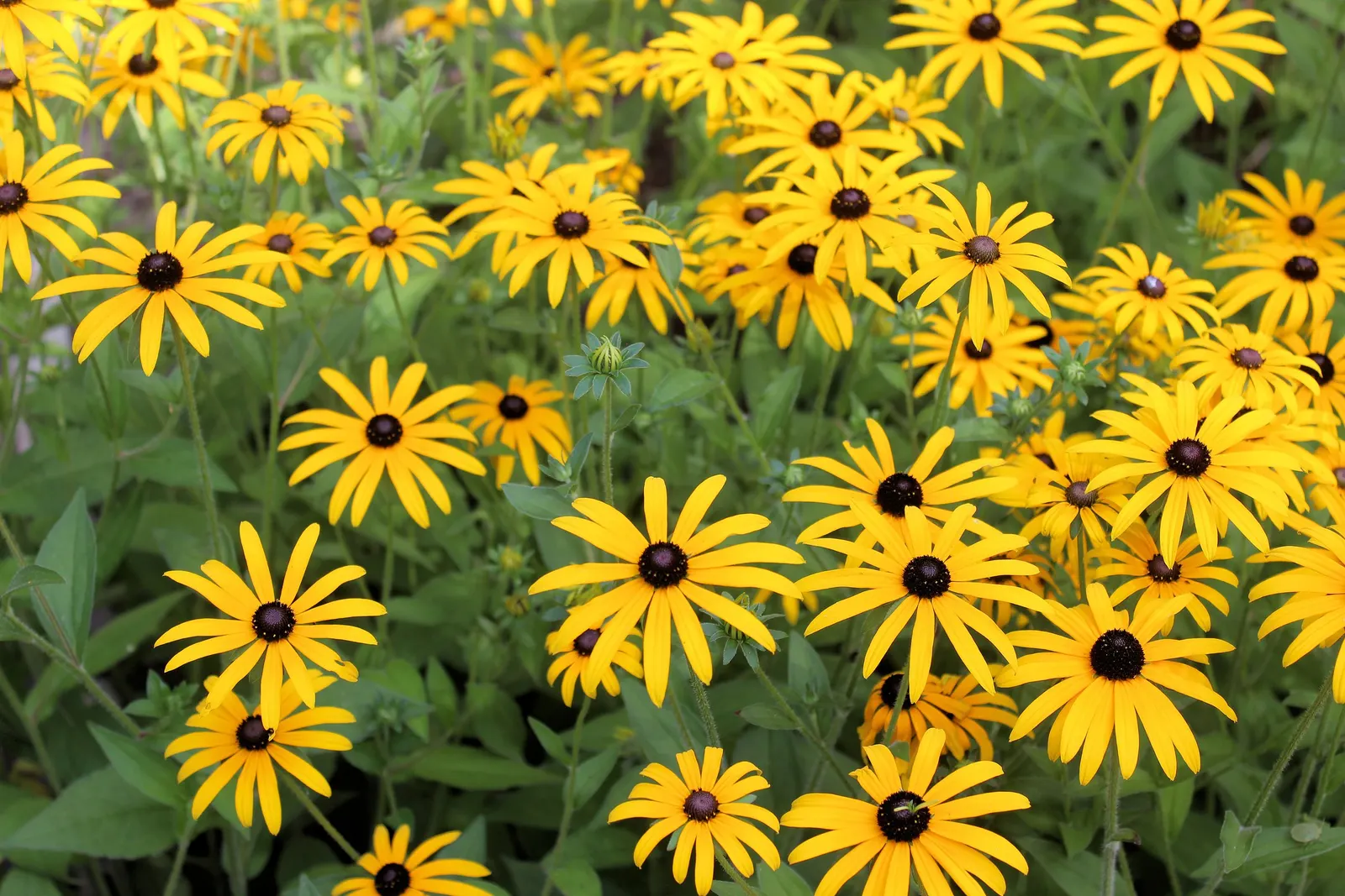 Gloriosa Daisy (Rudbeckia Fulgida) — This perennial thrives in full sun, reaching 2-3 feet in height and spreading up to 1.5 feet; the Gloriosa, image 149