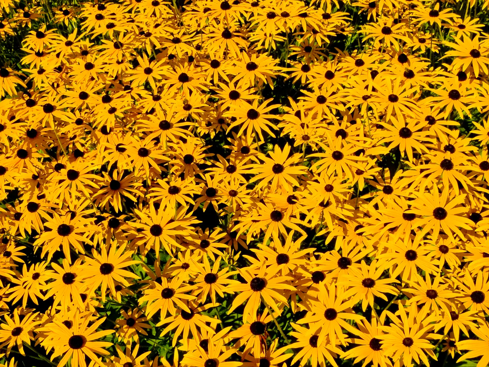 Gloriosa Daisy (Rudbeckia Fulgida) — Drought-tolerant once established; ideal for mass plantings, borders, or as a color accent; the Gloriosa Daisy, image 110