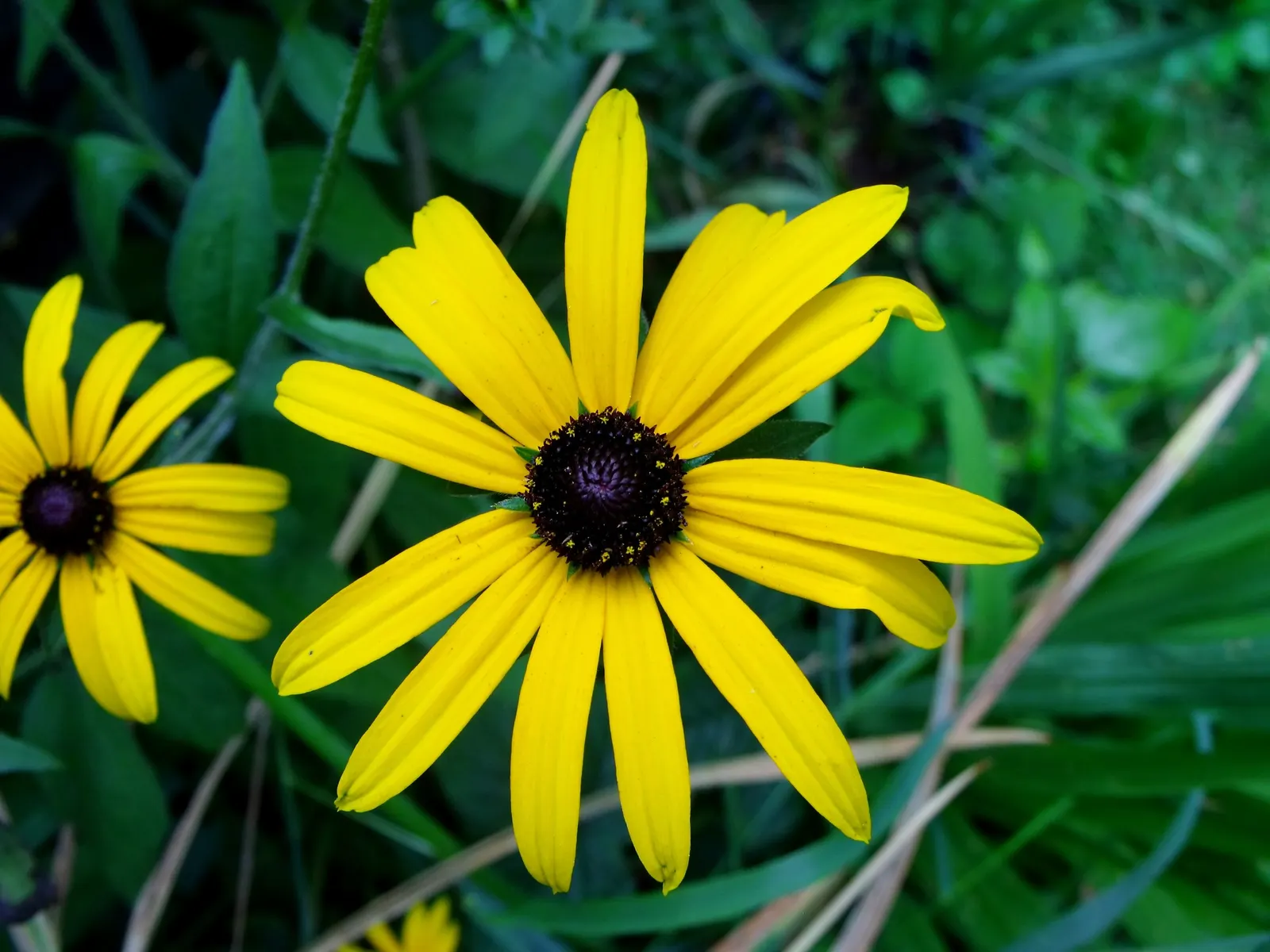 Gloriosa Daisy (Rudbeckia Fulgida) — yellow flowers in the garden; prefers well-drained soils with regular moisture, image 145