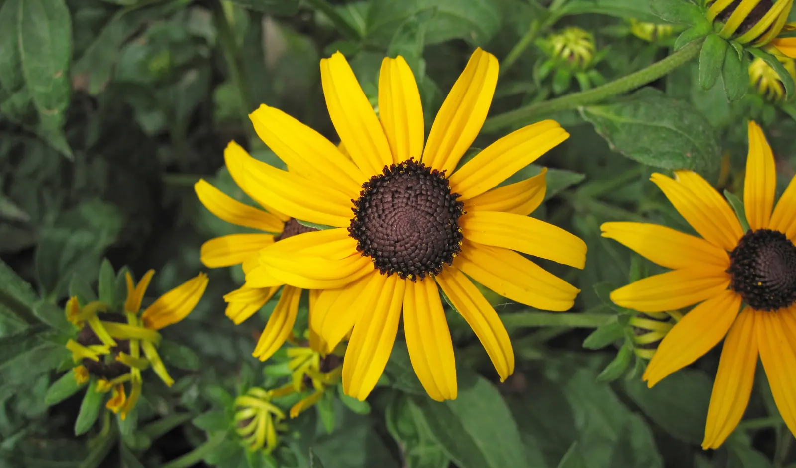 Gloriosa Daisy (Rudbeckia Fulgida) — This perennial thrives in full sun, reaching 2-3 feet in height and spreading up to 1.5 feet; the Gloriosa, image 86