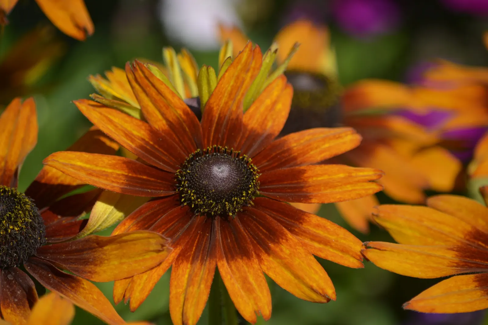 Gloriosa Daisy (Rudbeckia Fulgida) — Drought-tolerant once established; ideal for mass plantings, borders, or as a color accent; the Gloriosa Daisy, image 89