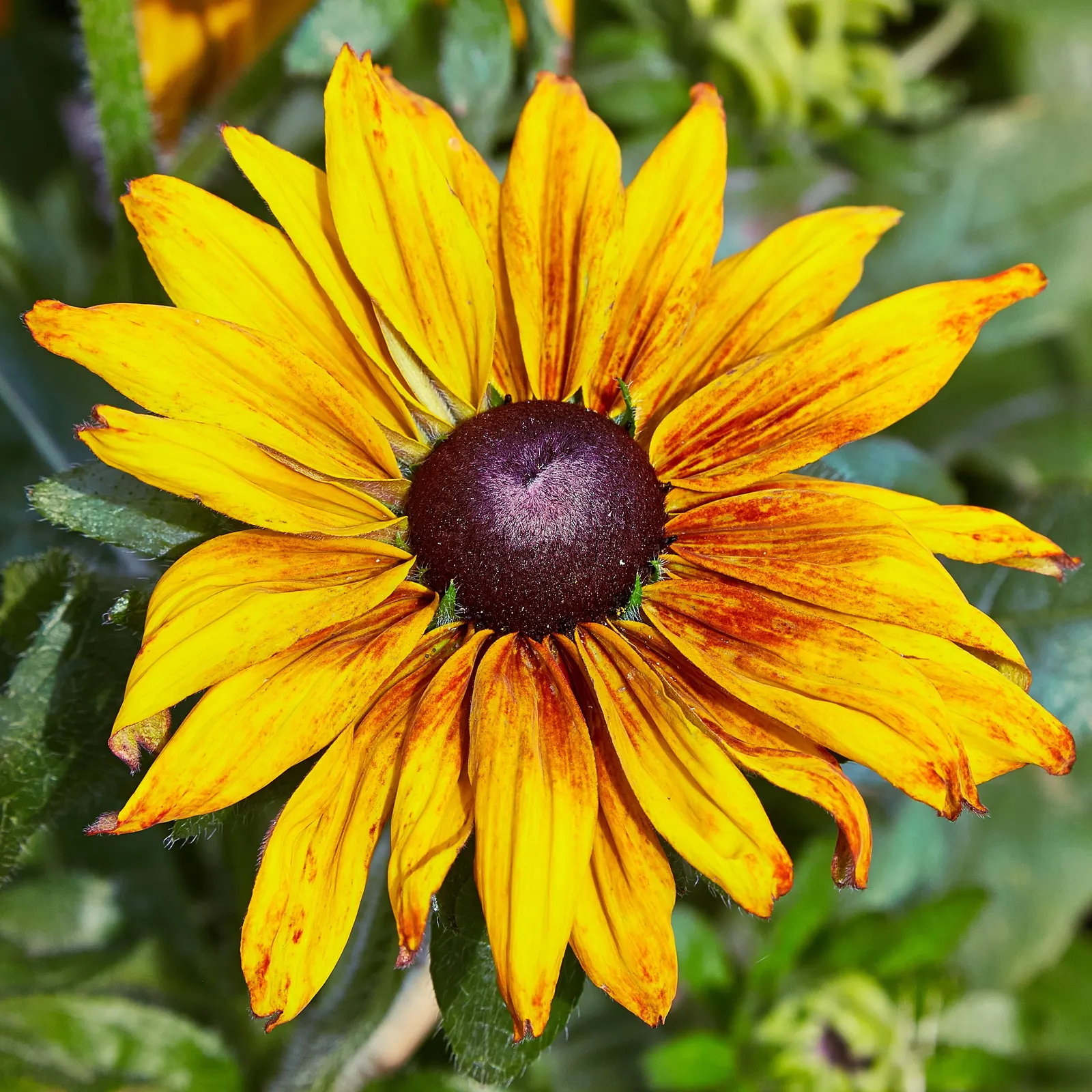 Gloriosa Daisy (Rudbeckia Fulgida) — making it a popular choice for gardeners seeking to infuse their landscapes with vivid color; the Gloriosa, image 92