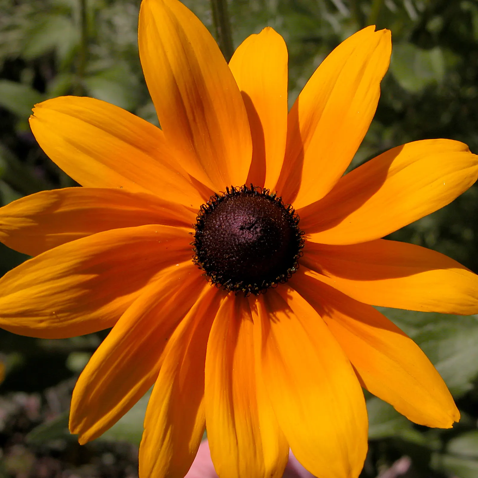 Gloriosa Daisy (Rudbeckia Fulgida) — providing not just aesthetic pleasure but also supporting local biodiversity, image 81