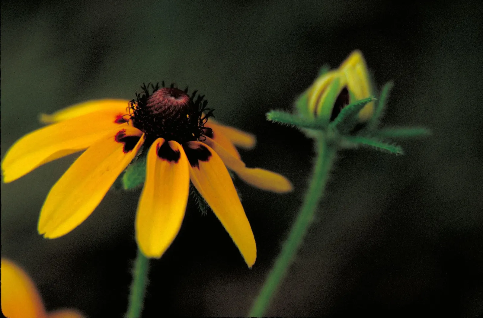 Gloriosa Daisy (Rudbeckia Fulgida) — Hardy in USDA zones 3-9, it blooms from late summer to fall, attracting pollinators