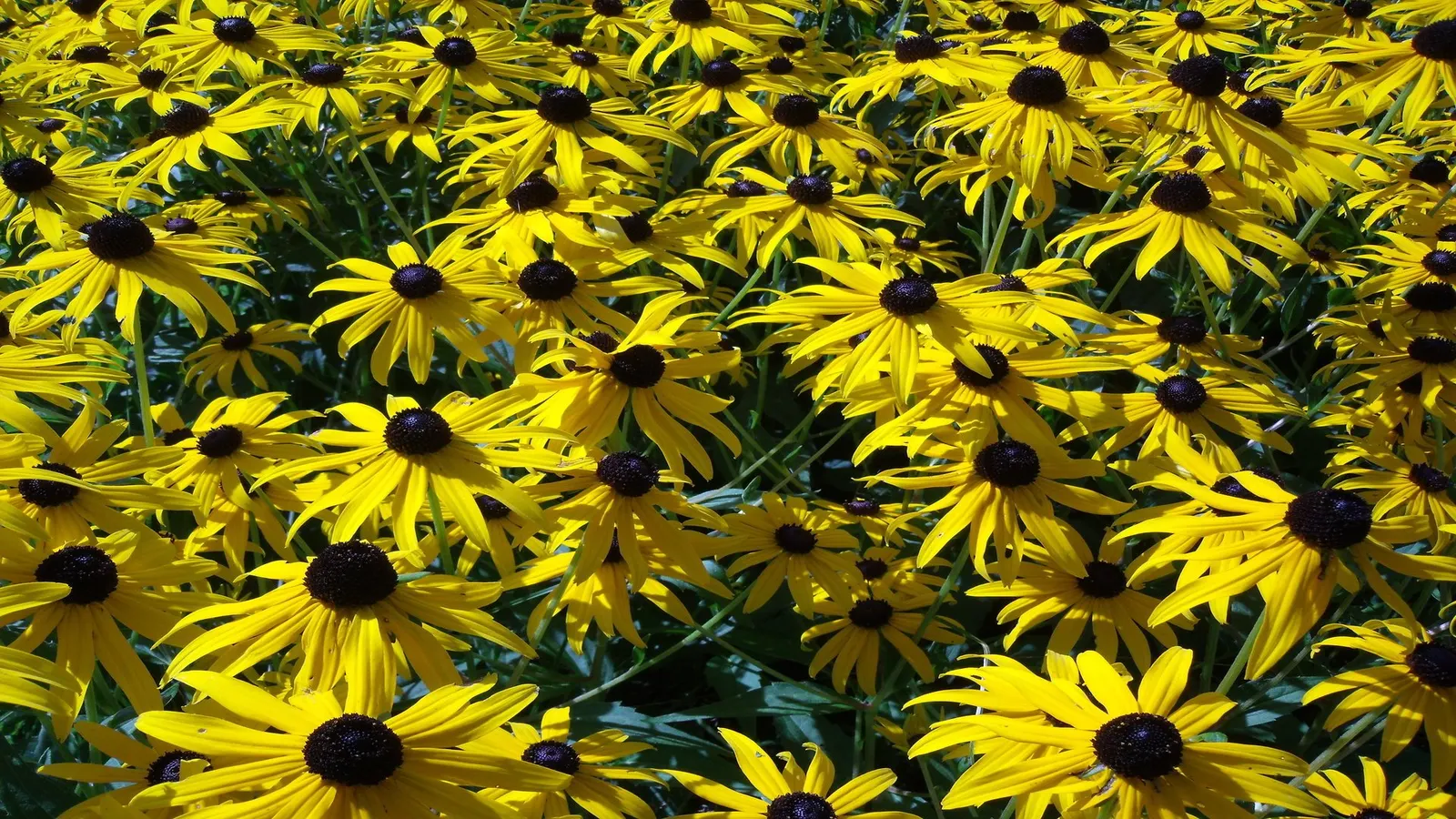 Gloriosa Daisy (Rudbeckia Fulgida) — yellow flowers in the garden; prefers well-drained soils with regular moisture, image 124
