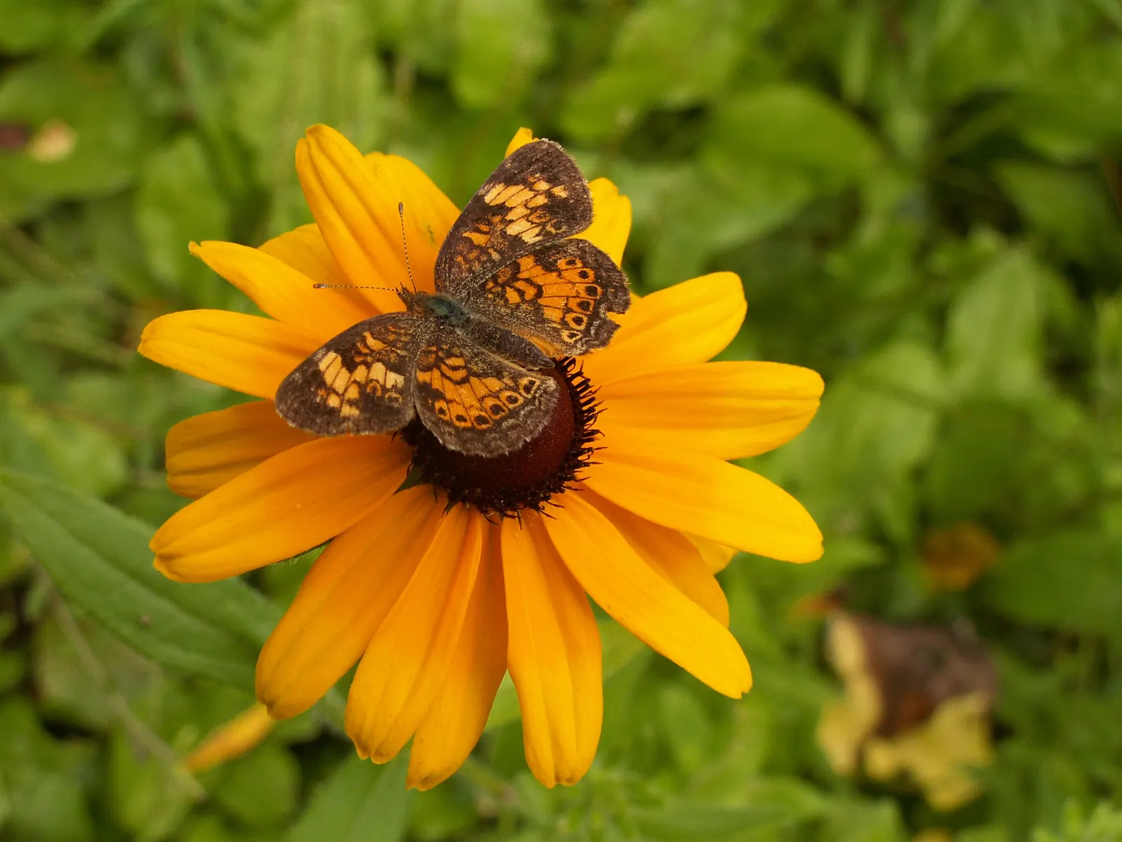 Gloriosa Daisy (Rudbeckia Fulgida) — the Gloriosa Daisy thrives in full sunlight but can tolerate partial shade