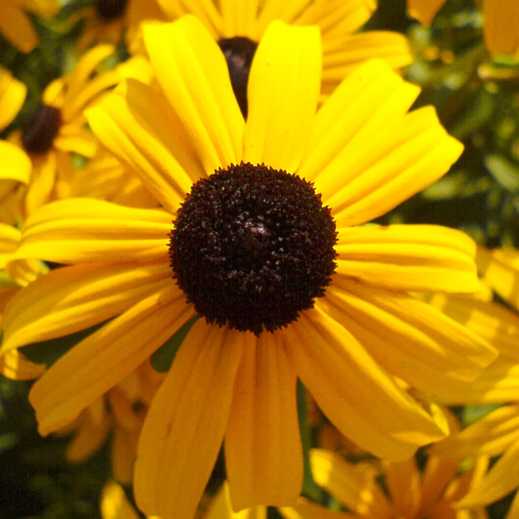 Gloriosa Daisy (Rudbeckia Fulgida) — perennial with yellow blooms; the Gloriosa Daisy thrives in full sunlight but can tolerate partial shade, image 125