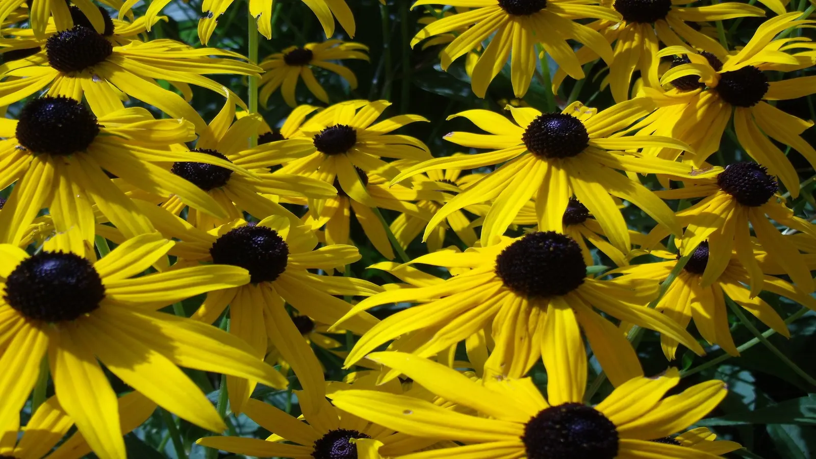 Gloriosa Daisy (Rudbeckia Fulgida) — daisy-like flowers with golden-yellow petals radiating from a dark brown to black central cone; prefers, image 136