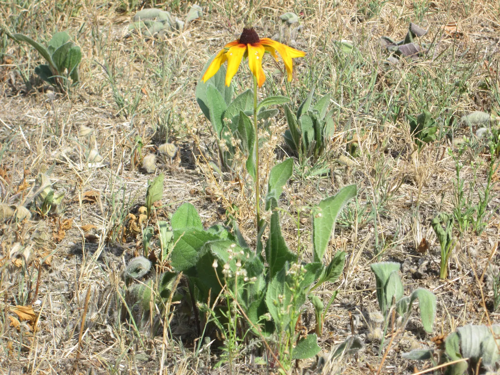 Gloriosa Daisy (Rudbeckia Fulgida) — Hardy in USDA zones 3-9, it blooms from late summer to fall, attracting pollinators; providing not just aesthetic pleasure