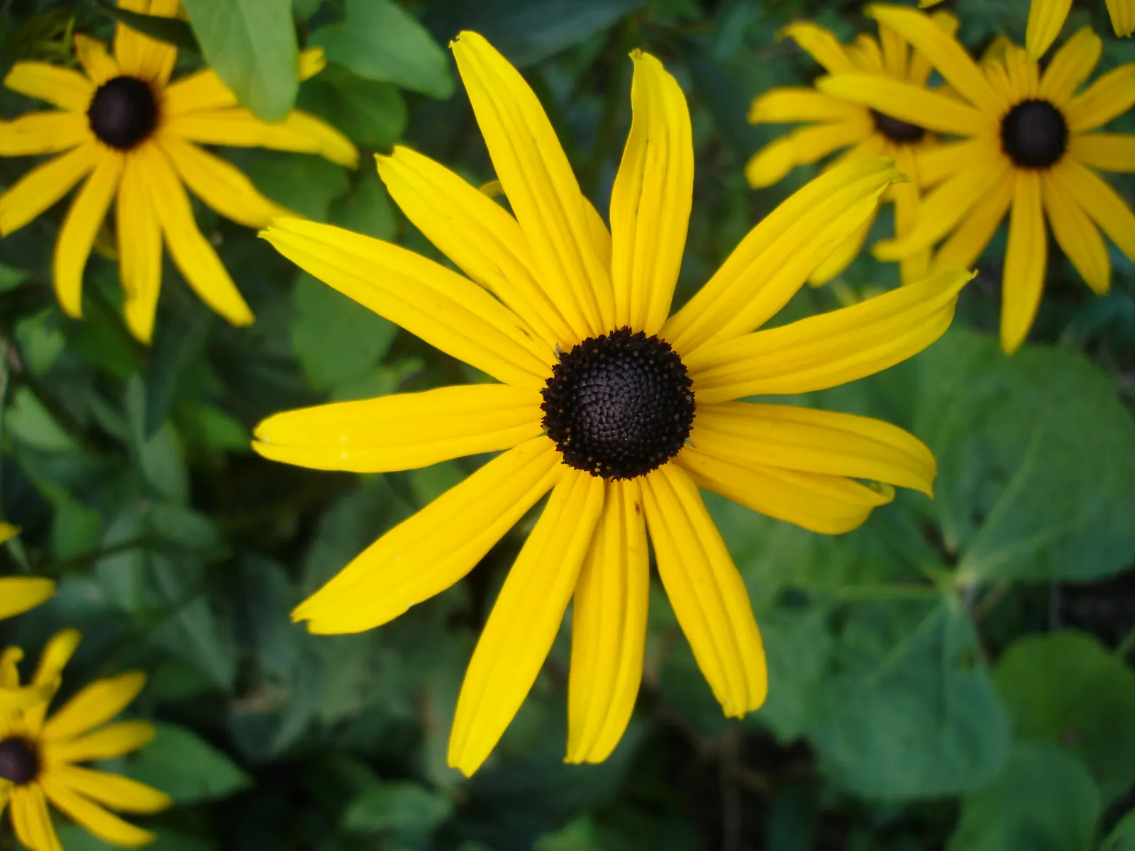 Gloriosa Daisy (Rudbeckia Fulgida) — the Gloriosa Daisy thrives in full sunlight but can tolerate partial shade, image 137