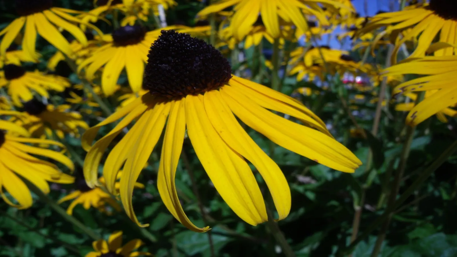 Gloriosa Daisy (Rudbeckia Fulgida) — Regular deadheading of spent flowers can encourage additional blooming and extend the flowering season; prefers, image 121