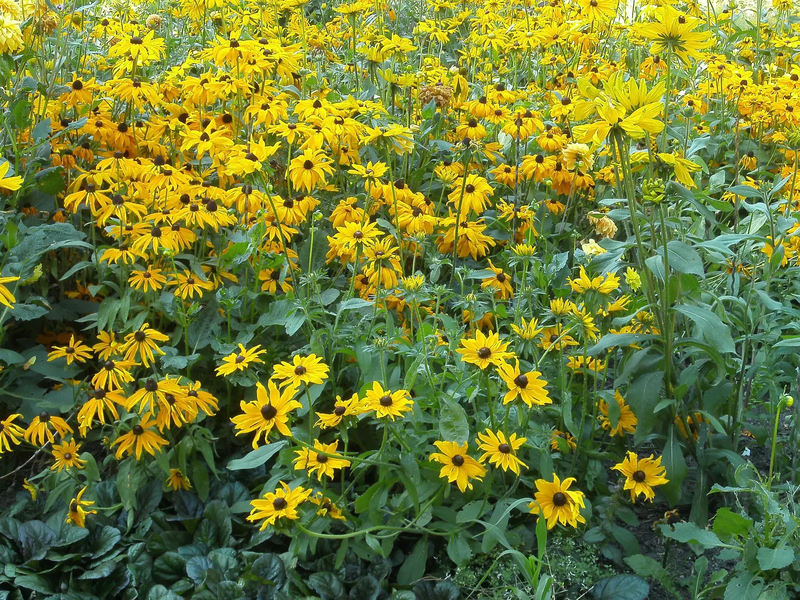 Gloriosa Daisy (Rudbeckia Fulgida) — The Gloriosa Daisy, Rudbeckia fulgida, enhances gardens with vibrant gold petals and dark brown centers, image 127