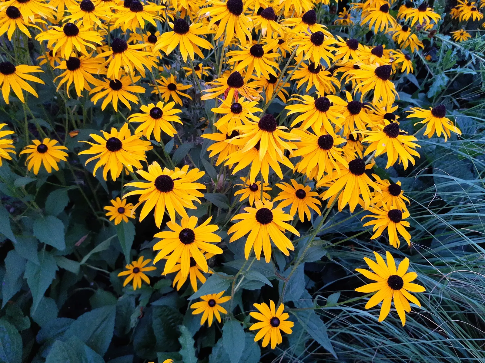 Gloriosa Daisy (Rudbeckia Fulgida) — scientifically known as Rudbeckia fulgida
