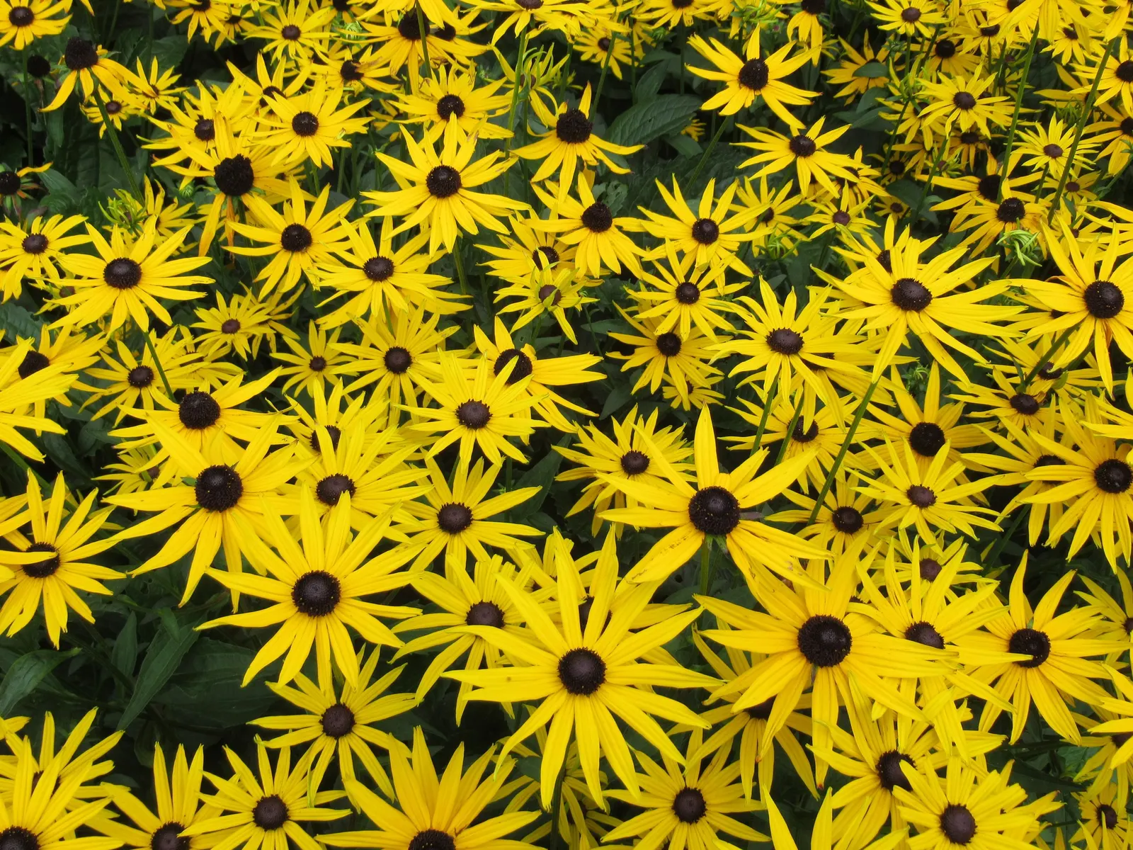 Gloriosa Daisy (Rudbeckia Fulgida) — The plant reaches a mature height of about 18 to 30 inches with a spread of 12 to 24 inches; providing not, image 117