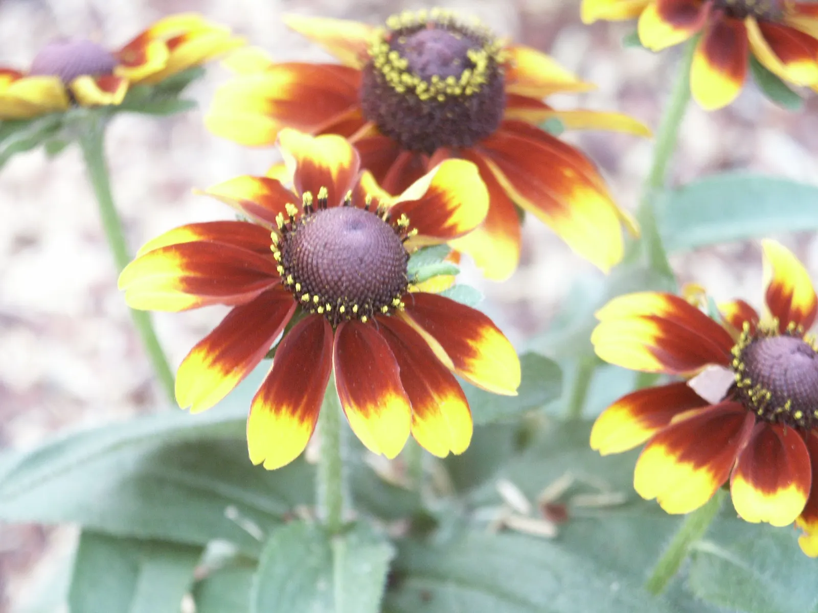 Gloriosa Daisy (Rudbeckia Fulgida) — which lasts from midsummer to early fall