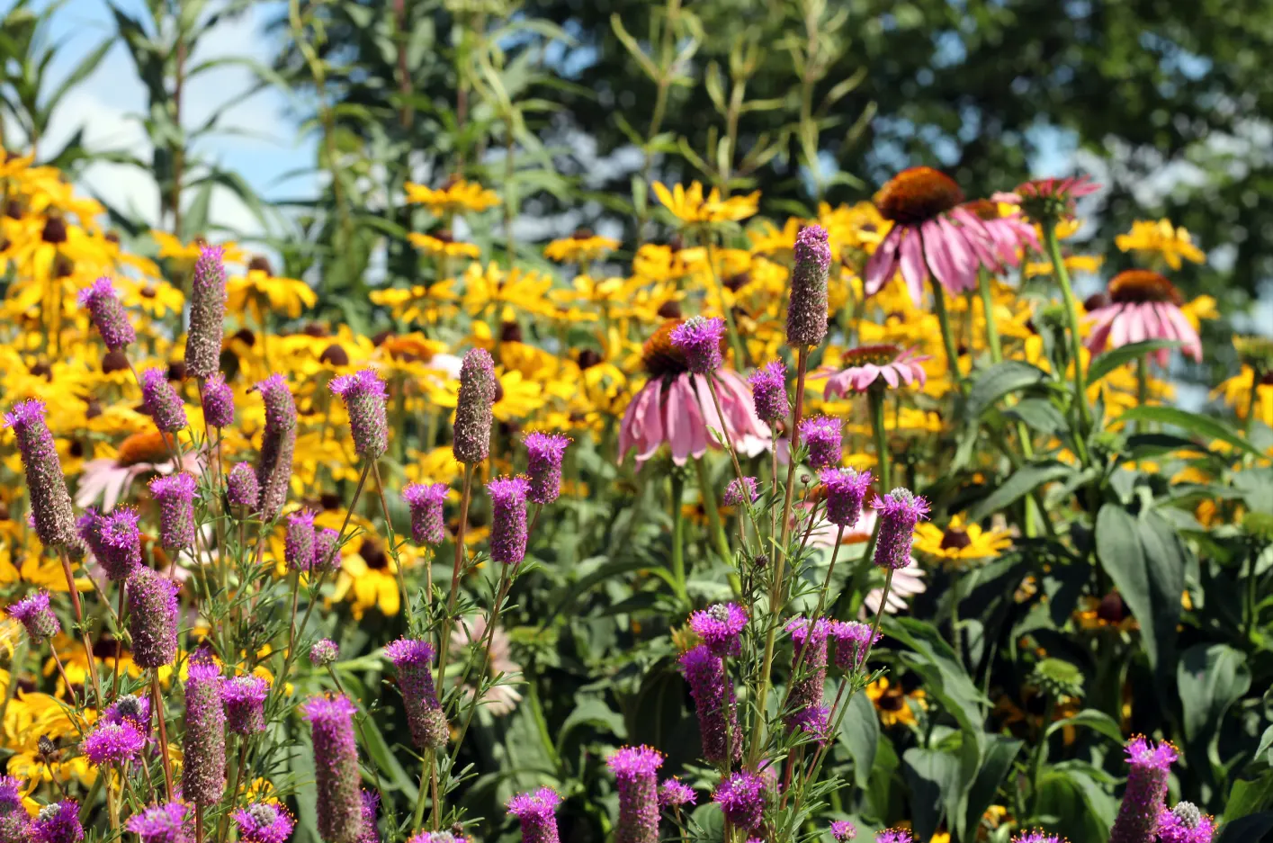Gloriosa Daisy (Rudbeckia Fulgida) — is a perennial plant renowned for its vibrant and striking appearance