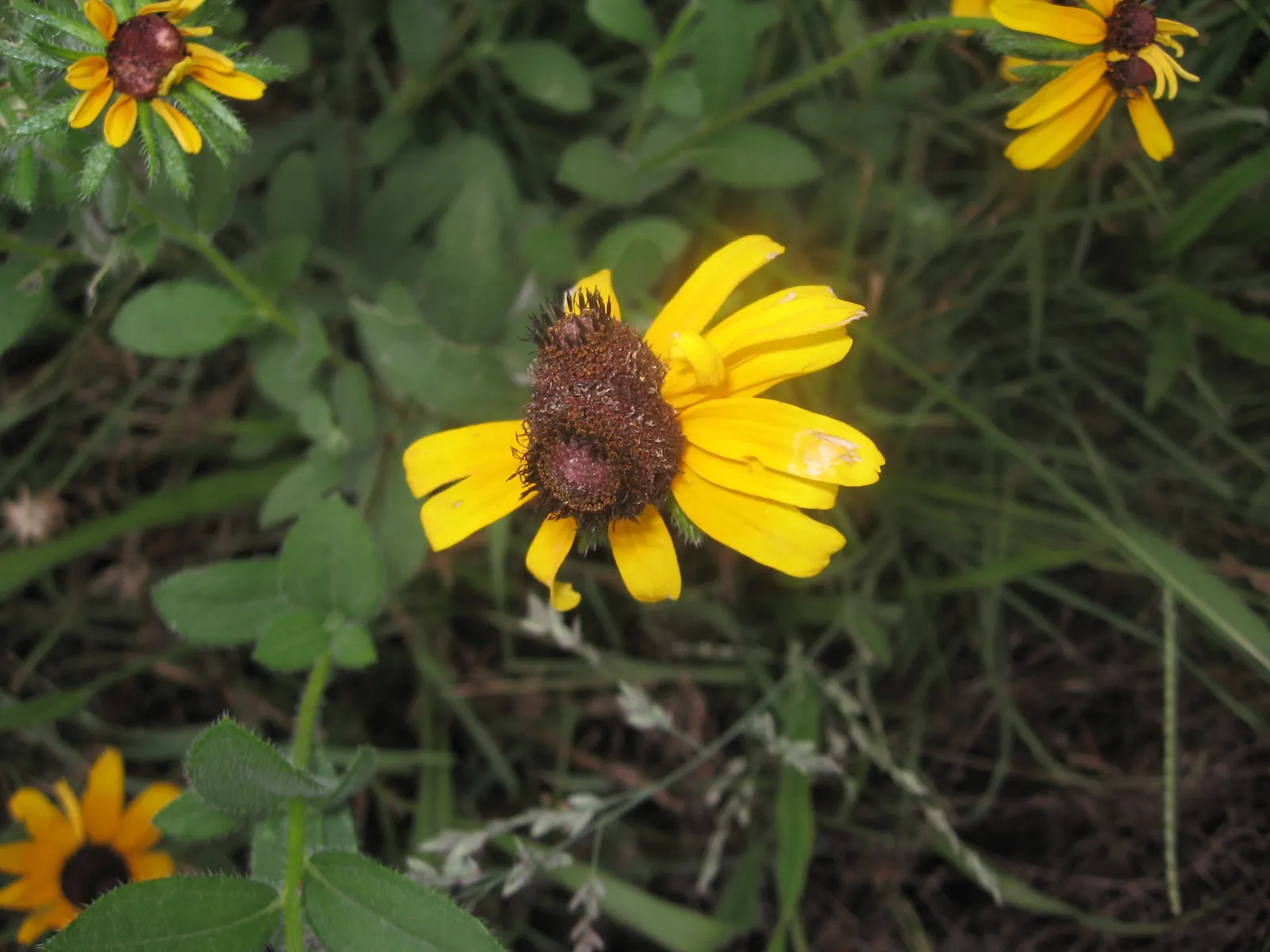 Gloriosa Daisy (Rudbeckia Fulgida) — The Gloriosa Daisy, Rudbeckia fulgida, enhances gardens with vibrant gold petals and dark brown centers