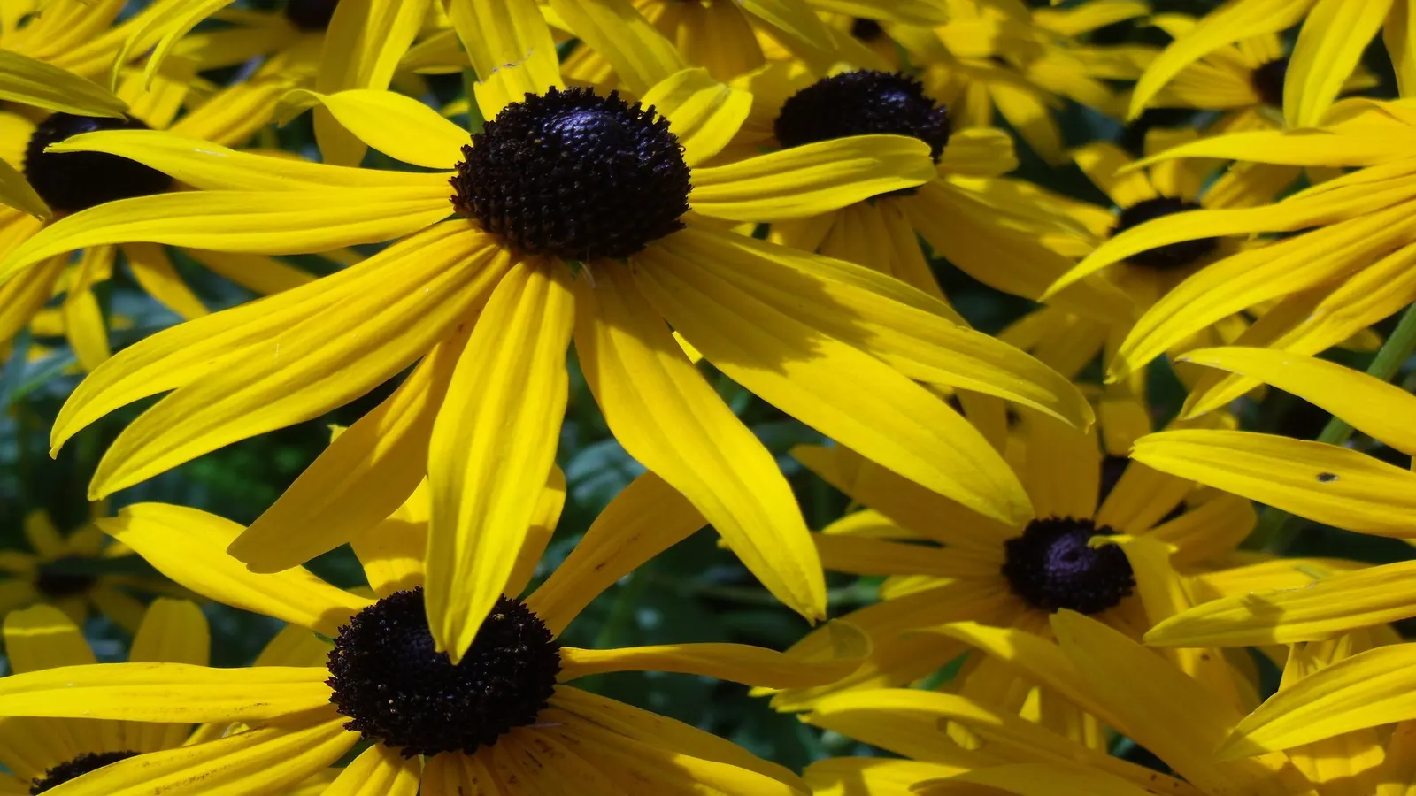 Gloriosa Daisy (Rudbeckia Fulgida) — This perennial thrives in full sun, reaching 2-3 feet in height and spreading up to 1.5 feet; the Gloriosa, image 107