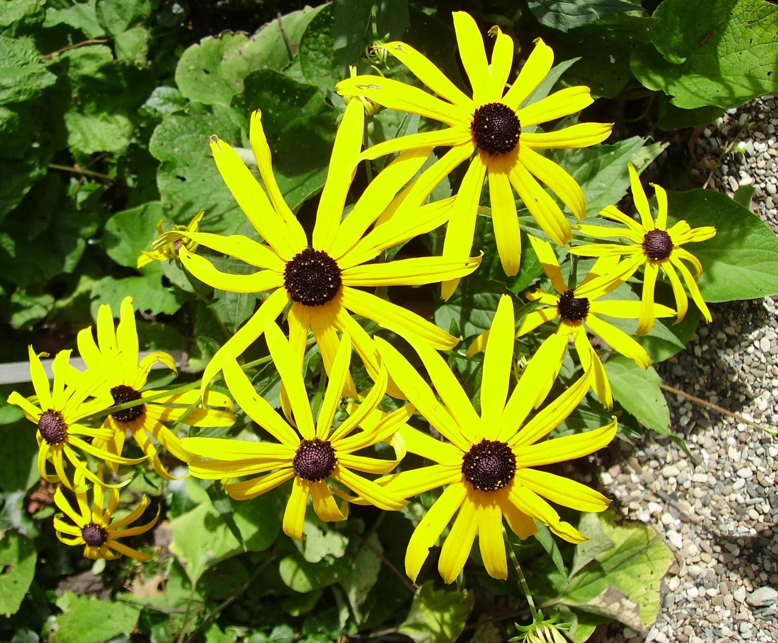 Gloriosa Daisy (Rudbeckia Fulgida) — the Gloriosa Daisy is also a favored choice for its low maintenance requirements; providing not just aesthetic, image 120