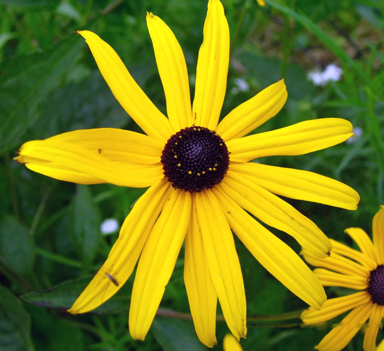 Gloriosa Daisy (Rudbeckia Fulgida) — providing not just aesthetic pleasure but also supporting local biodiversity, image 123