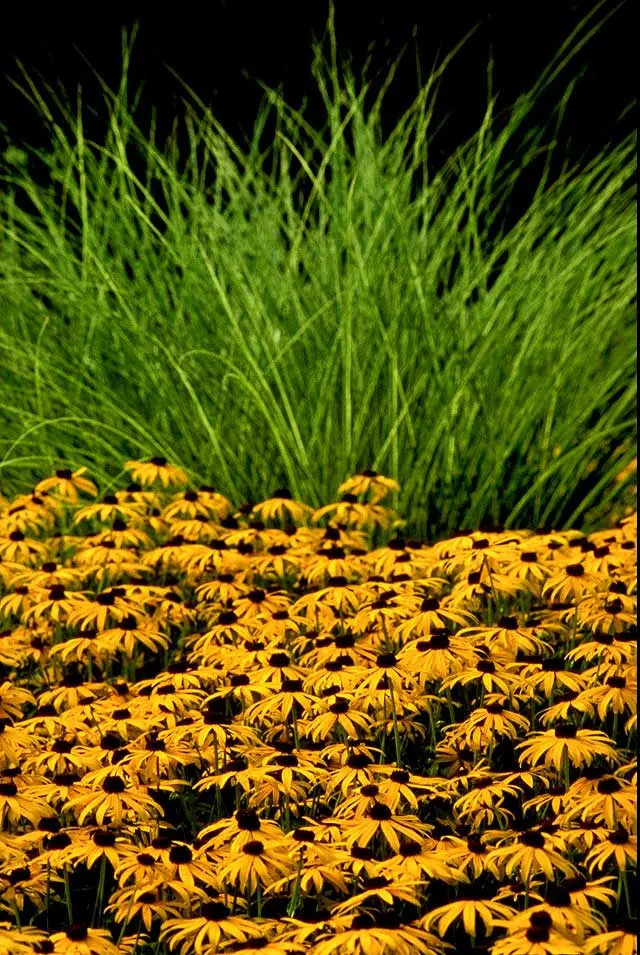 Gloriosa Daisy (Rudbeckia Fulgida) — Prefers well-drained soils with regular moisture, image 130