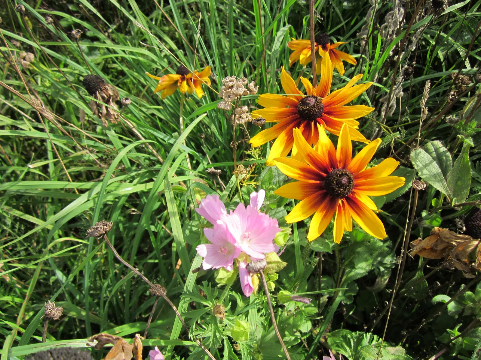 Gloriosa Daisy (Rudbeckia Fulgida) — providing not just aesthetic pleasure but also supporting local biodiversity