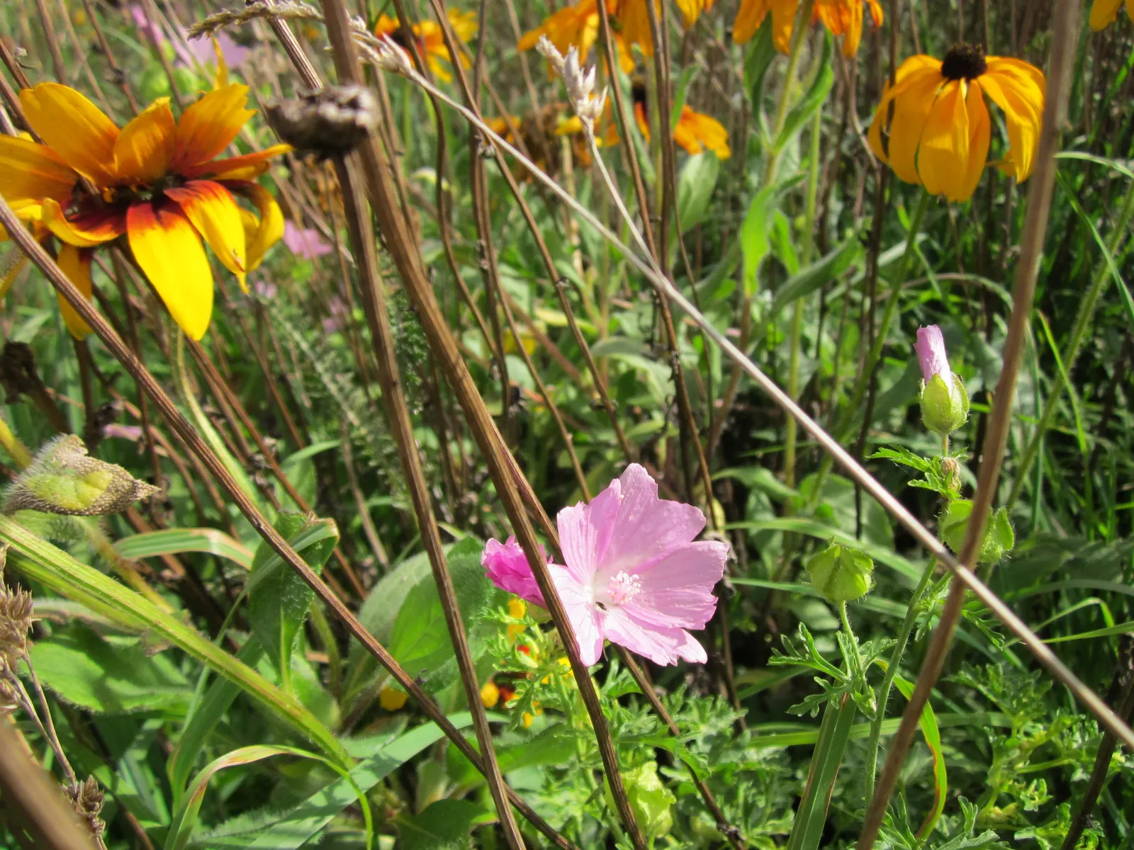 Gloriosa Daisy (Rudbeckia Fulgida) — daisy-like flowers with golden-yellow petals radiating from a dark brown to black central cone