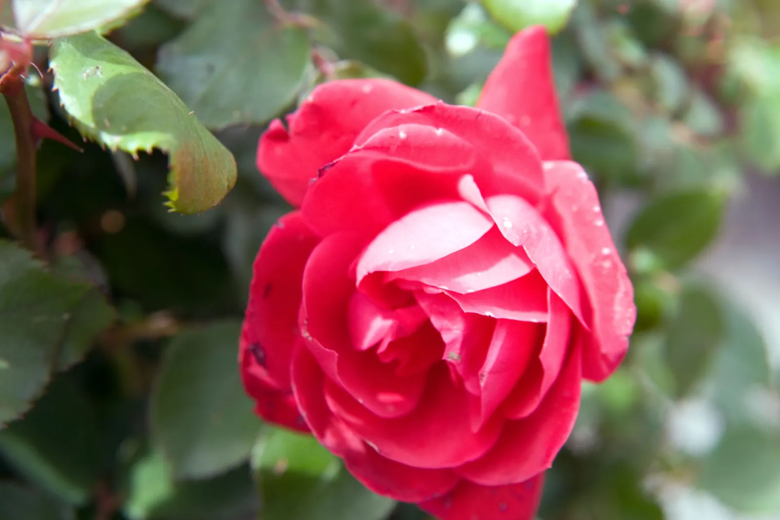 Double Red Knock Out&reg; Rose (Rosa 'Radtko' Knock Out) — featuring prolific clusters of fragrant double red flowers