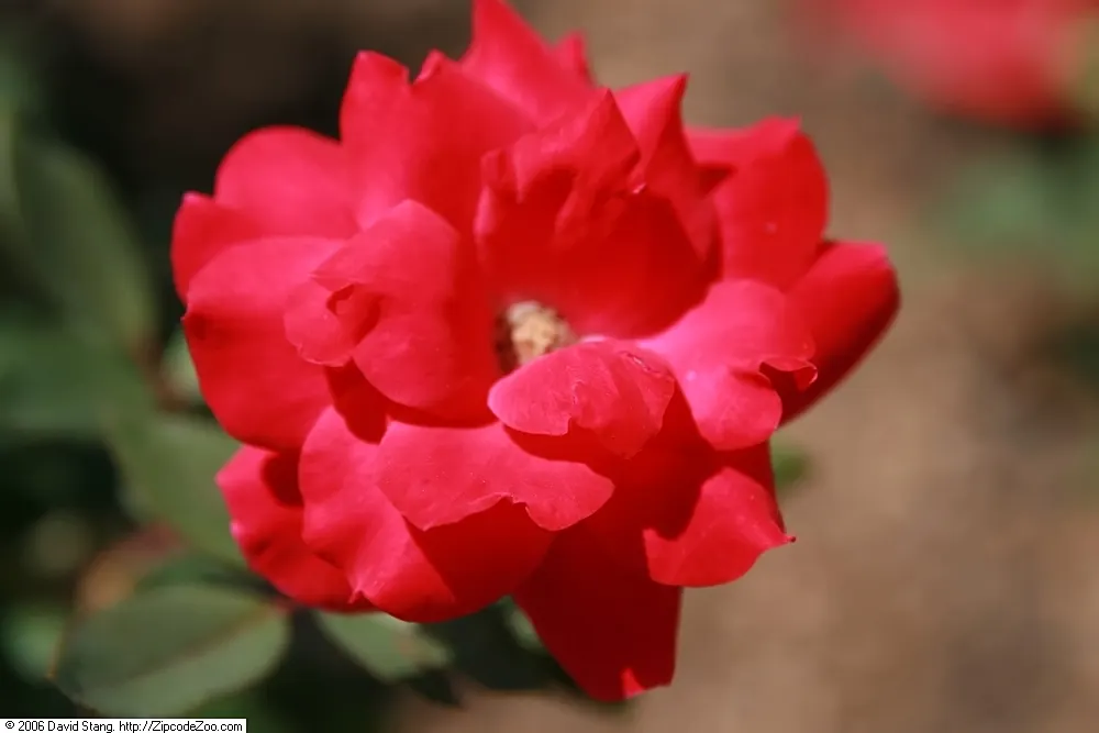 Double Red Knock Out&reg; Rose (Rosa 'Radtko' Knock Out) — repeat-blooming shrub rose