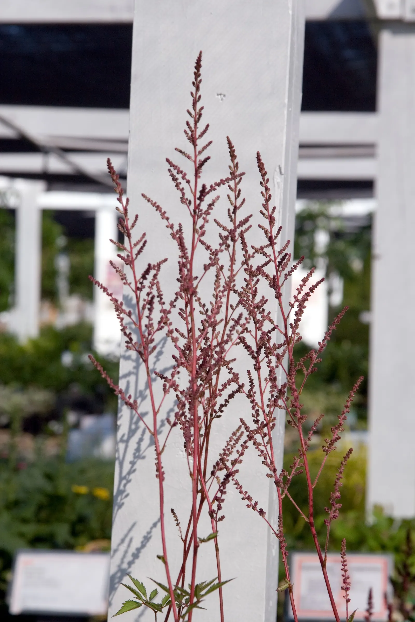 Maggie Daley False Spirea (Astilbe 'Maggie Daley') — It features lush, fern-like foliage and dense, lavender-pink plumes reaching up to 24 inches tall