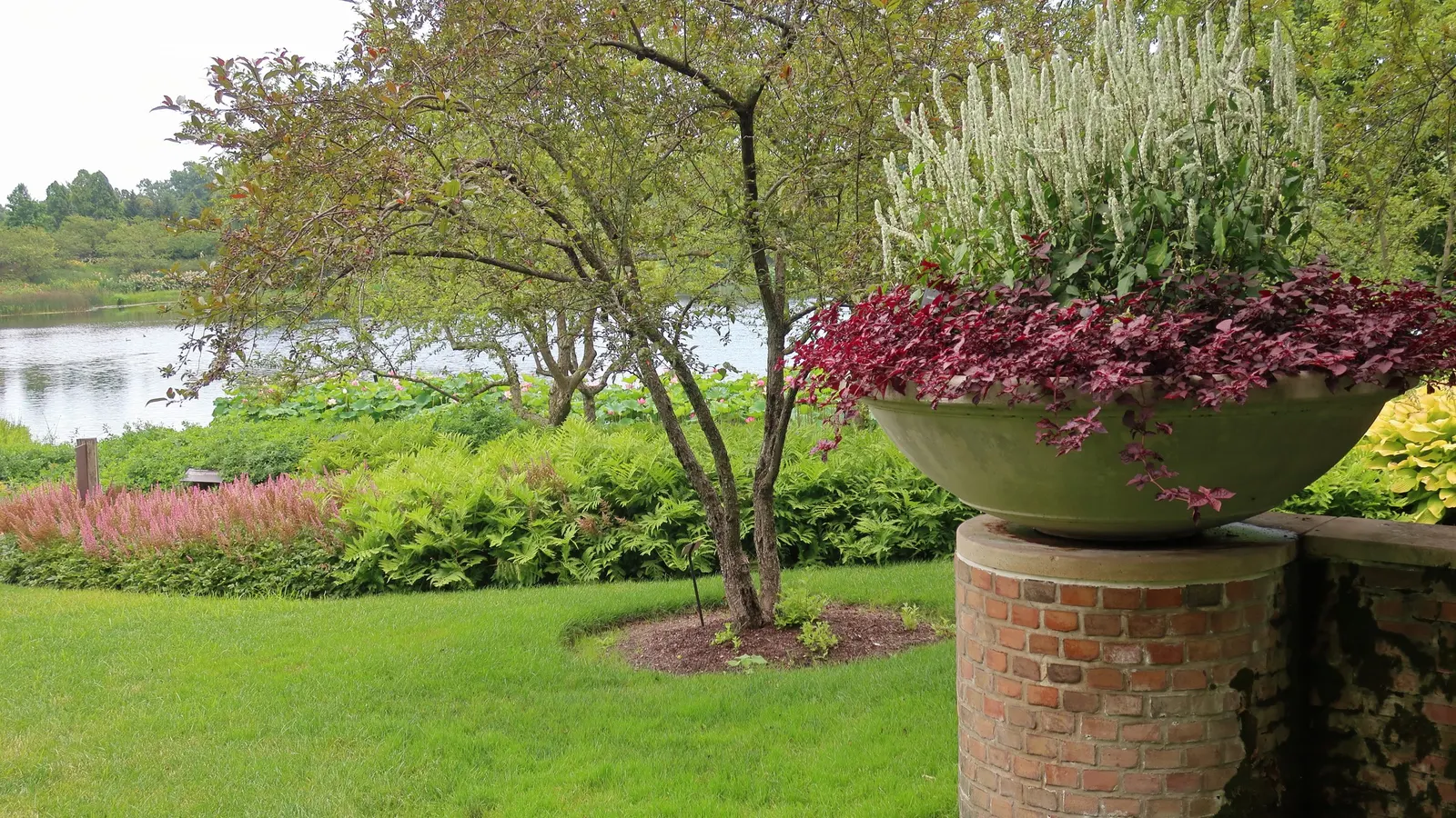 Maggie Daley False Spirea (Astilbe 'Maggie Daley') — Astilbe 'Maggie Daley' is a robust perennial ideal for partially shaded gardens